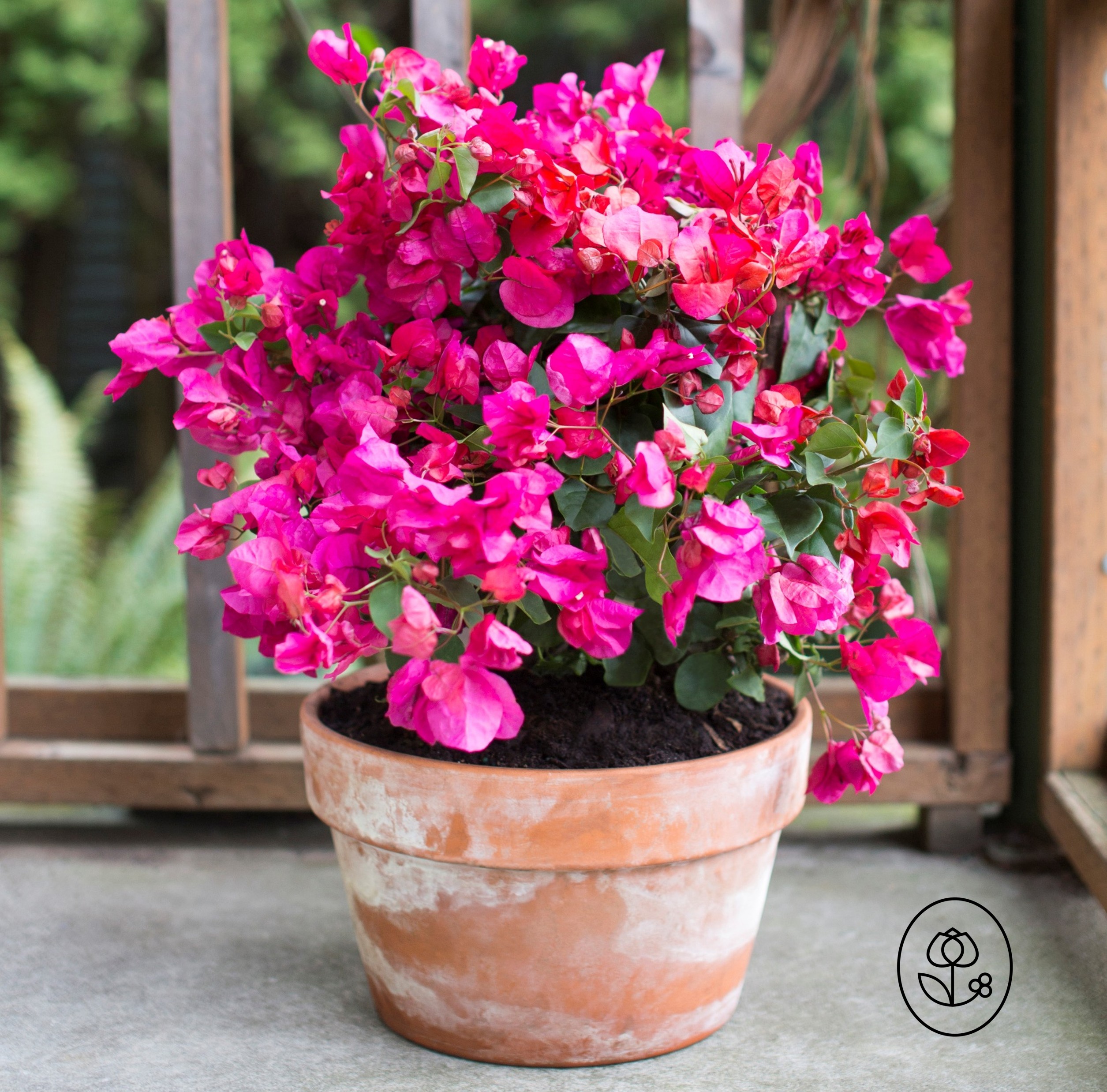 1 G Pink Bougainvillea Lifestyle Dewar