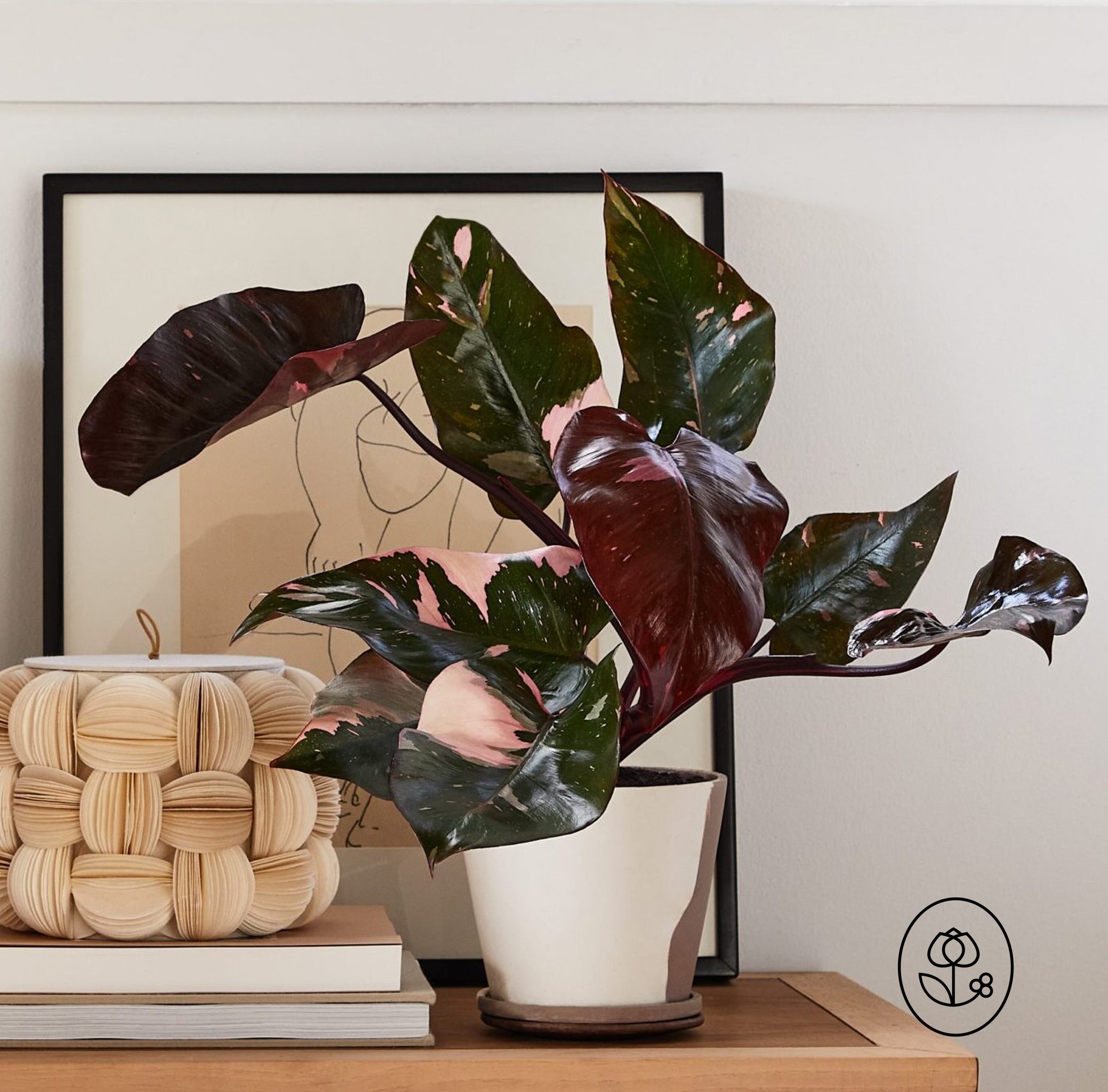 1 G Pink Princess Lifestyle Dewar