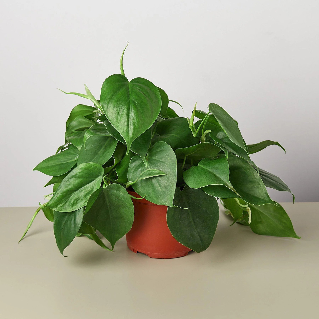 1-Philodendron-Cordatum-6_1800x1800_447a7ed9-08bd-4ba0-8049-08d98f5e1a4e__10782