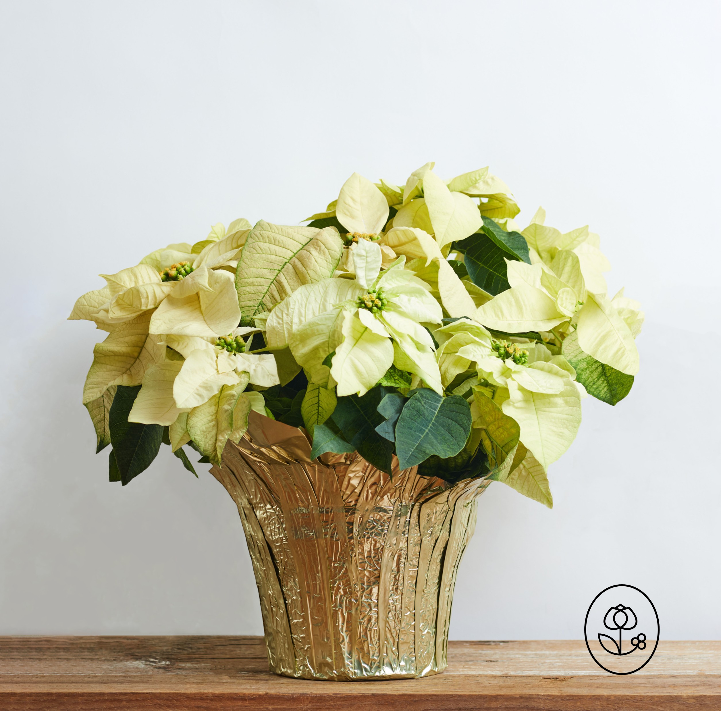 10 Inch White Poinsettia Pot Cover Dewar