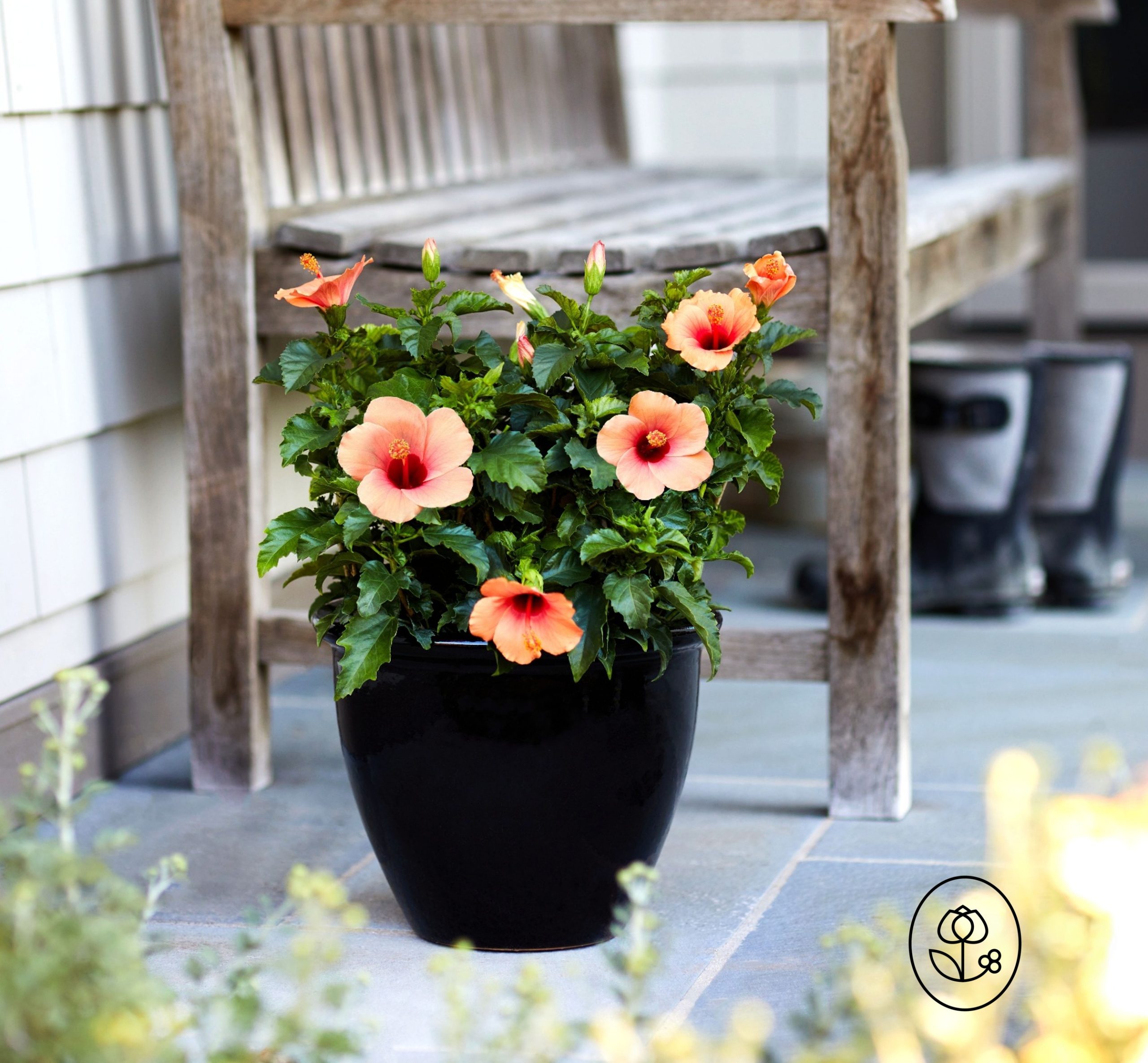 2 G Orange Hibiscus Lifestyle Dewar