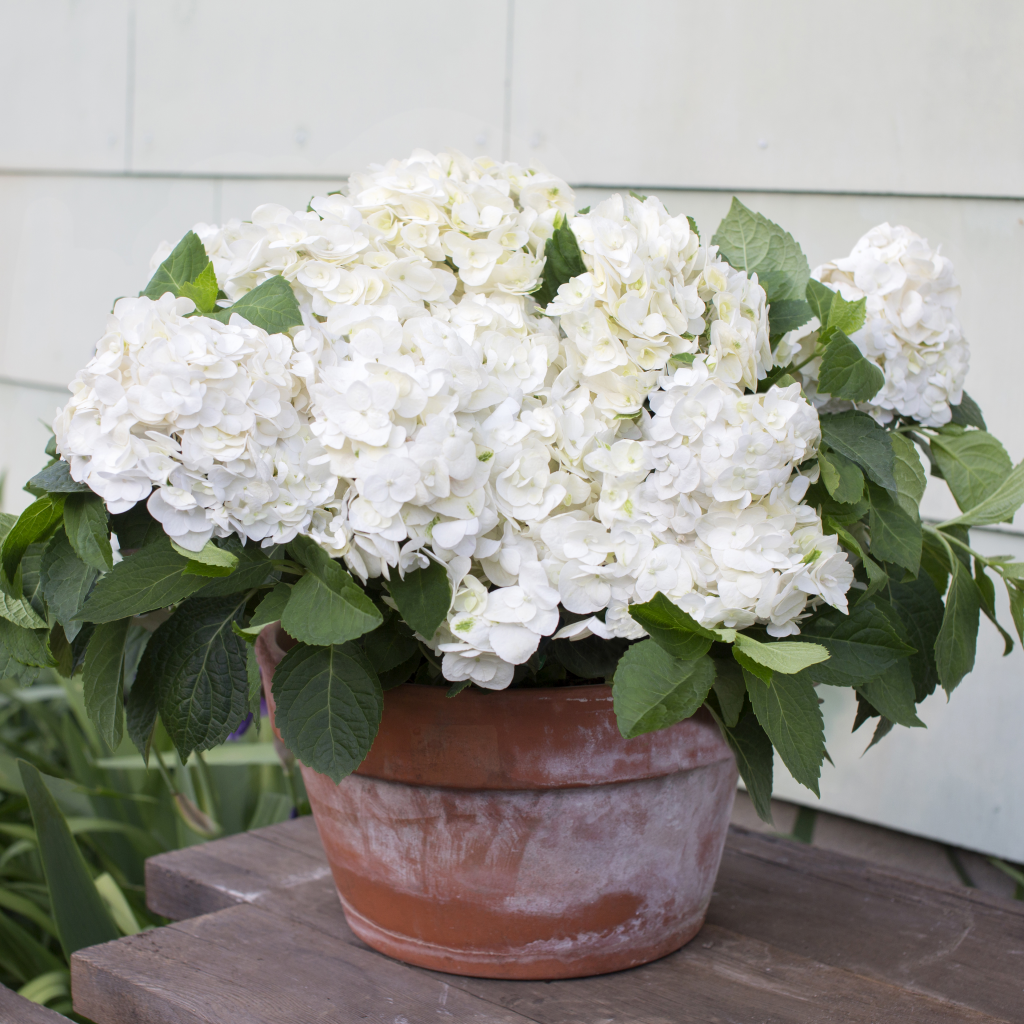 Endless Summer® Hydrangea - Dewar Nurseries