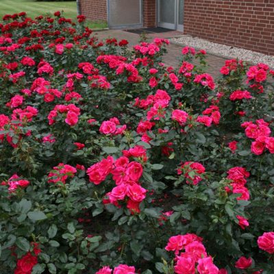 Duet™ Rose - Dewar Nurseries