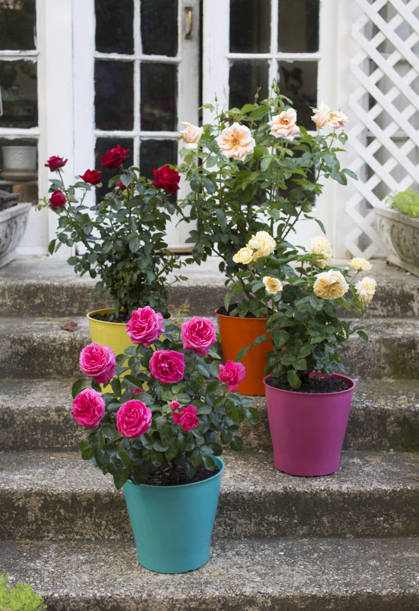Rose Patio Pot - Dewar Nurseries