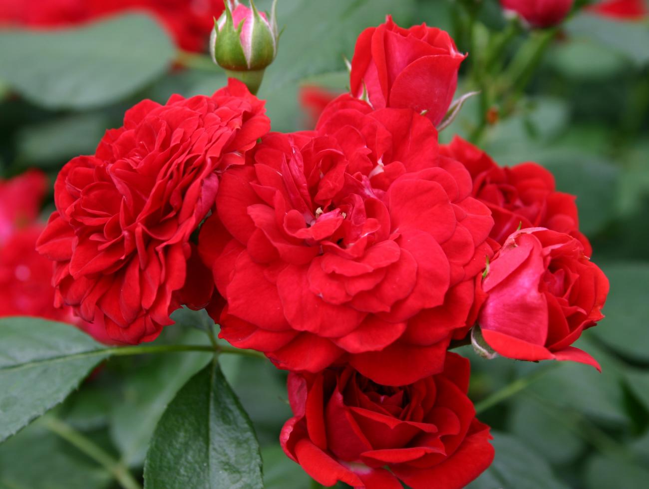 Veranda® Roxanne Rose - Dewar Nurseries