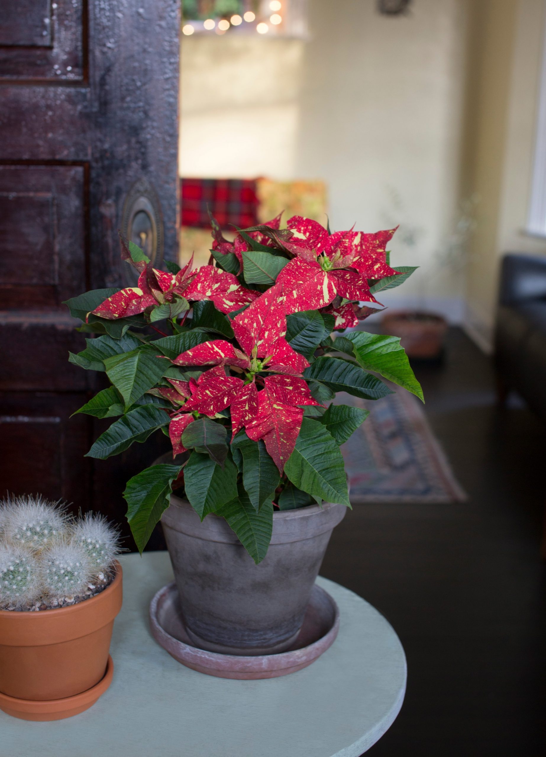 Poinsettia Red Glitter - Dewar Nurseries