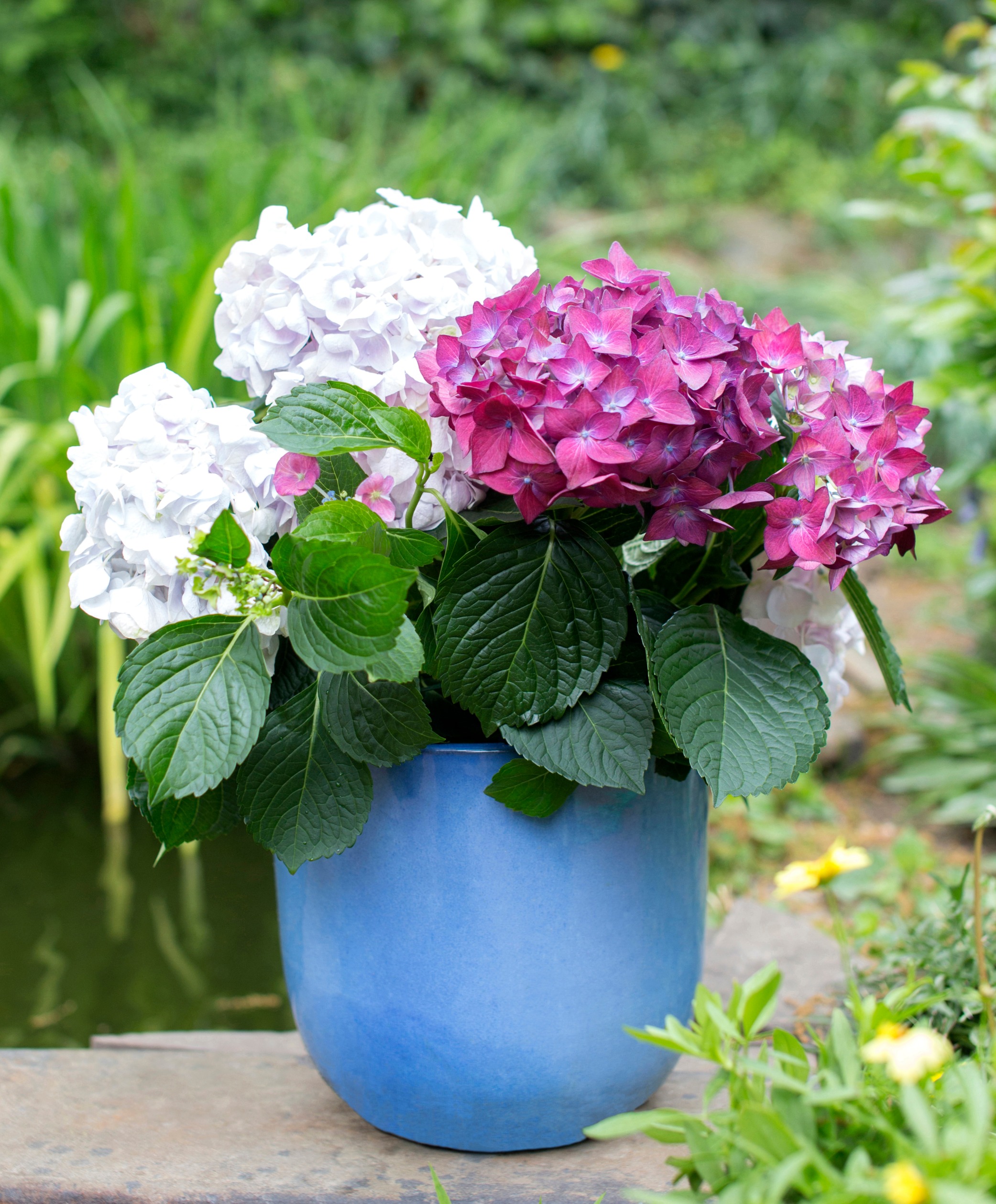 Image of Rooted brilliance hydrangea image 1