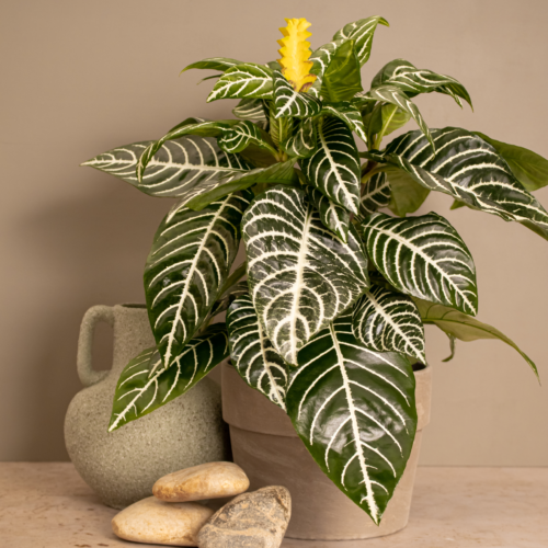Zebra Plant