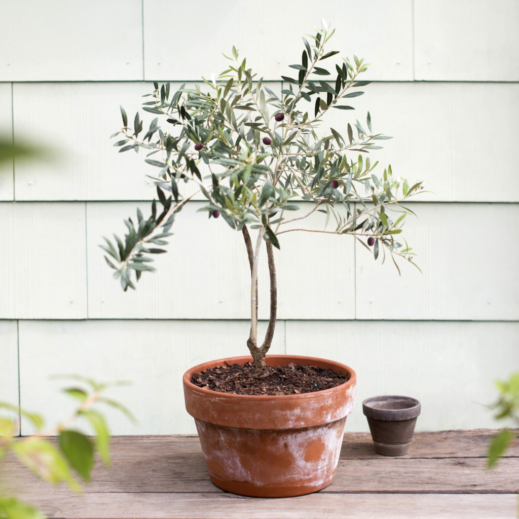 Olive - Dewar Nurseries