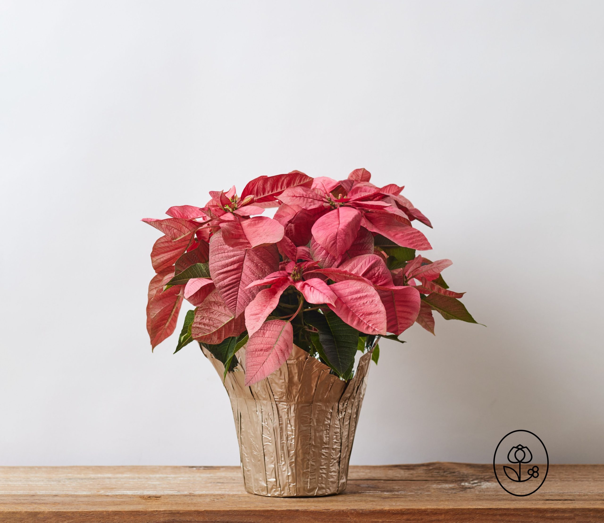 6.5 Inch Pink Poinsettia Pot Cover Dewar