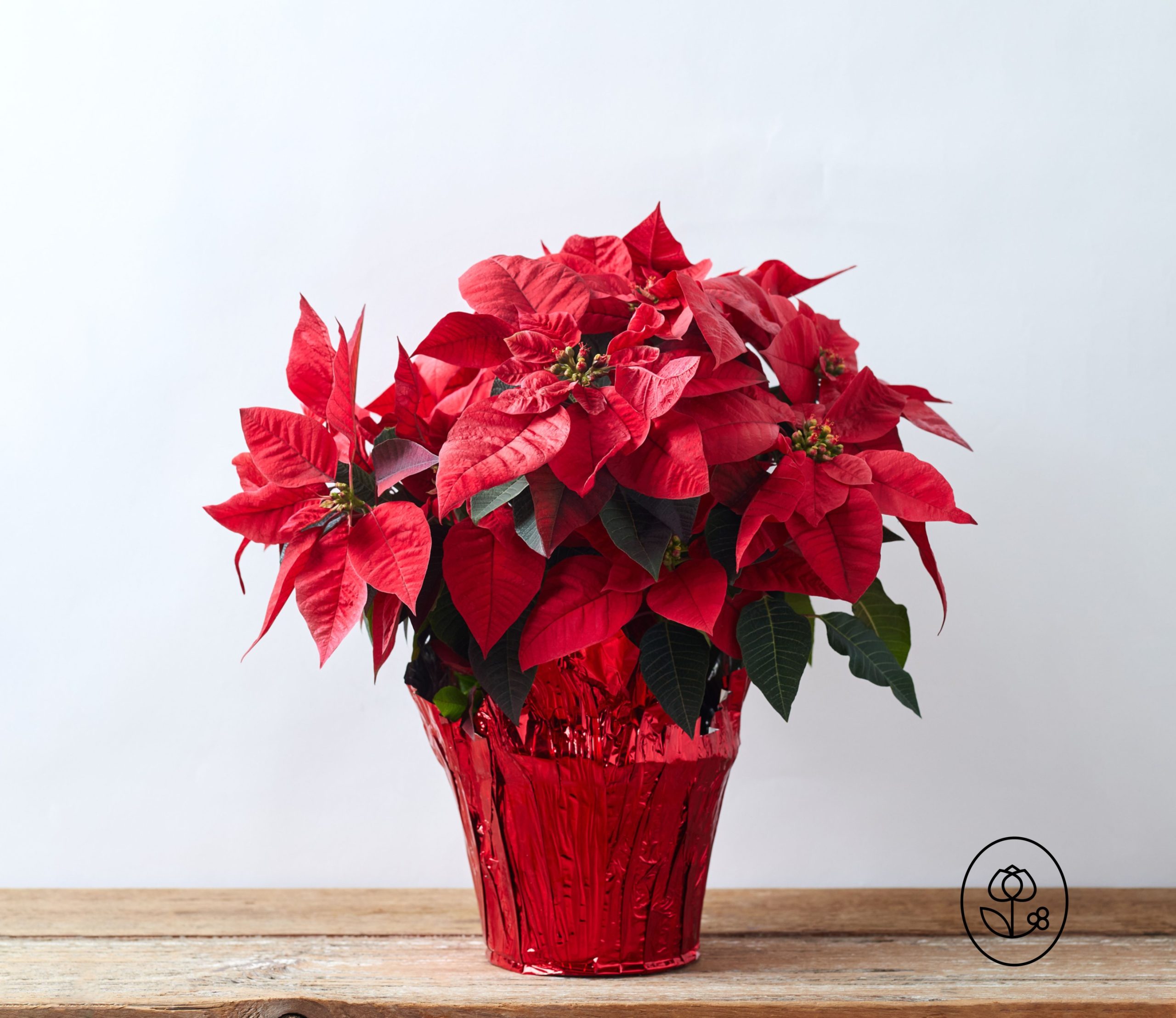 6.5 Inch Red Poinsettia Pot Cover Dewar