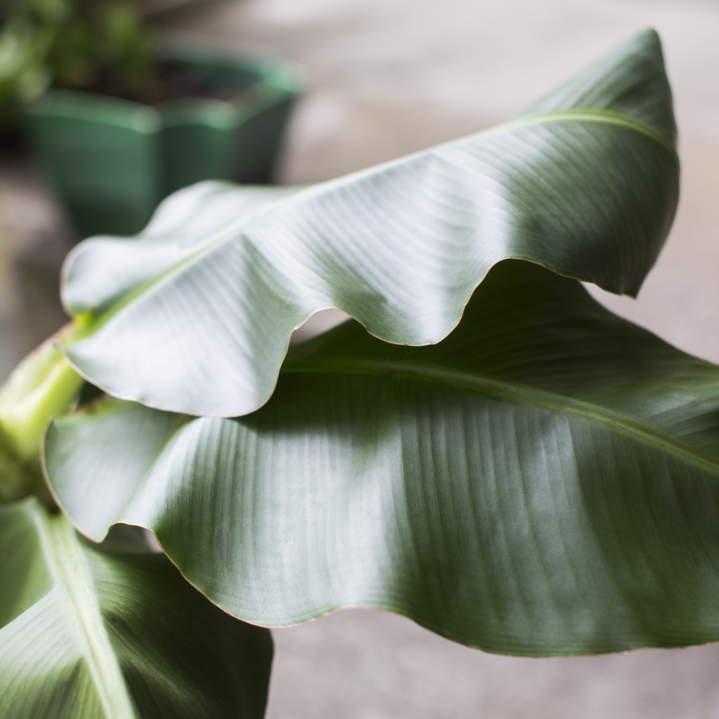 Plants - Dewar Nurseries