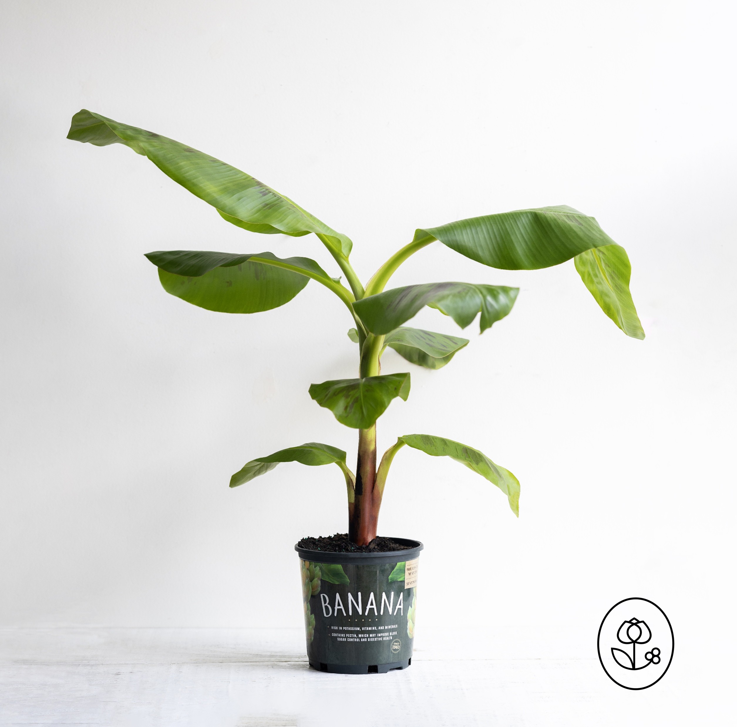 Banana Dwarf Cavendish Grower Pot Dewar