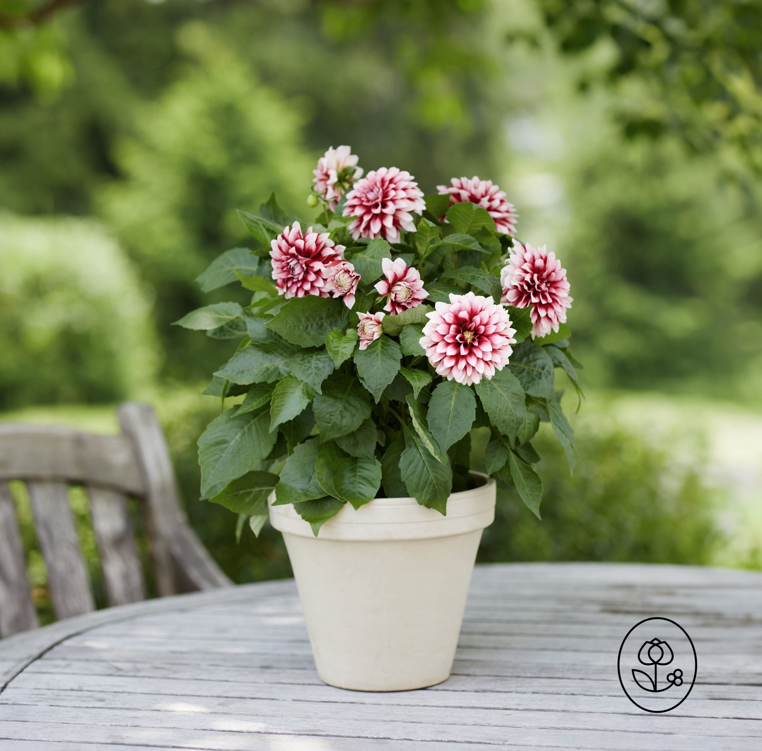 Bicolor Dahlia Lifestyle Dewar