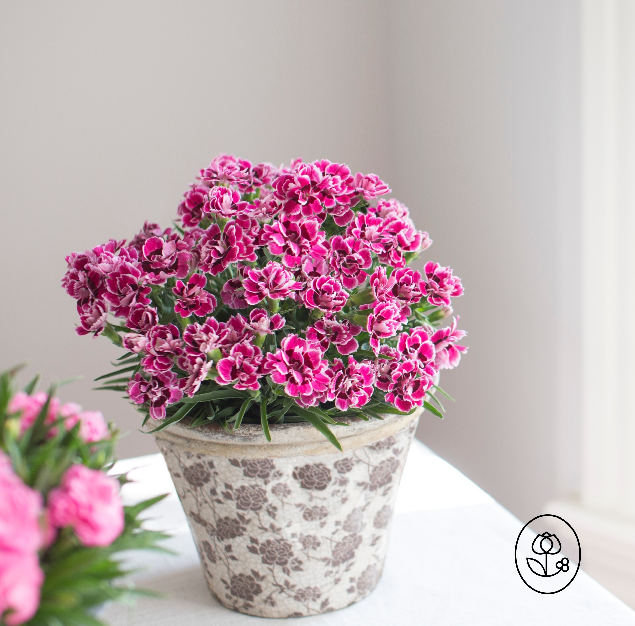 Bicolor Dianthus Lifestyle Dewar