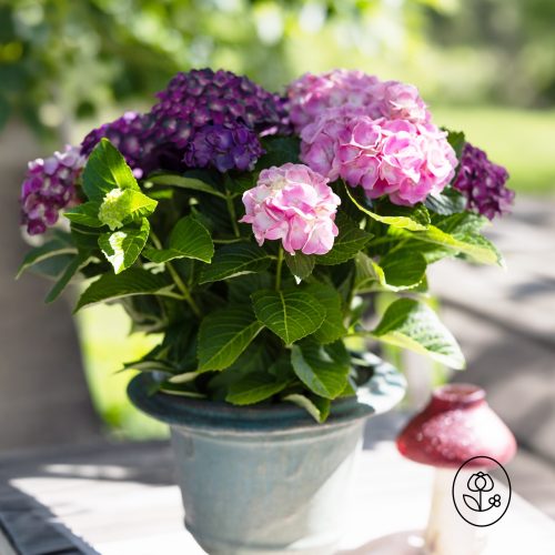 Rooted Brilliance™ Bicolor Hydrangea