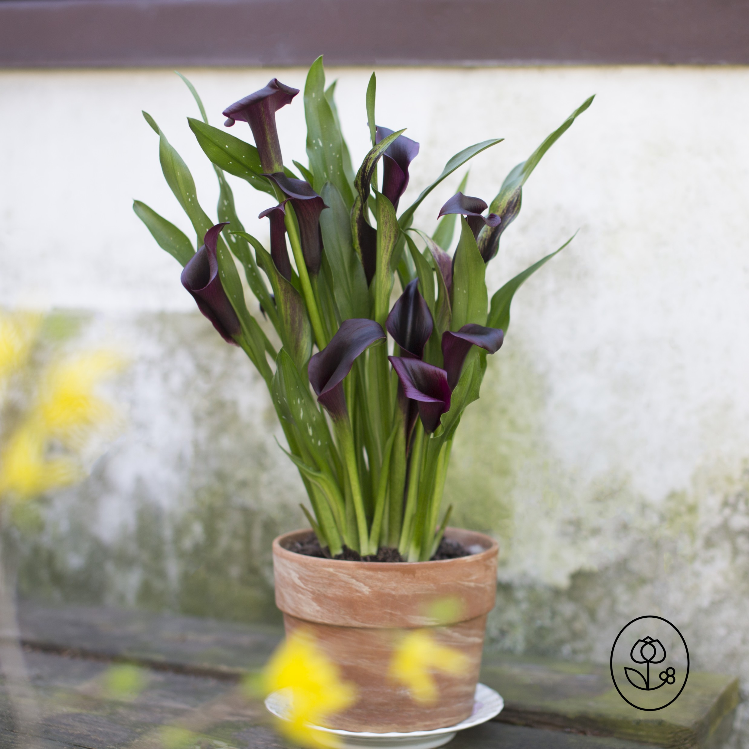 Black Calla Lily Lifestyle Dewar