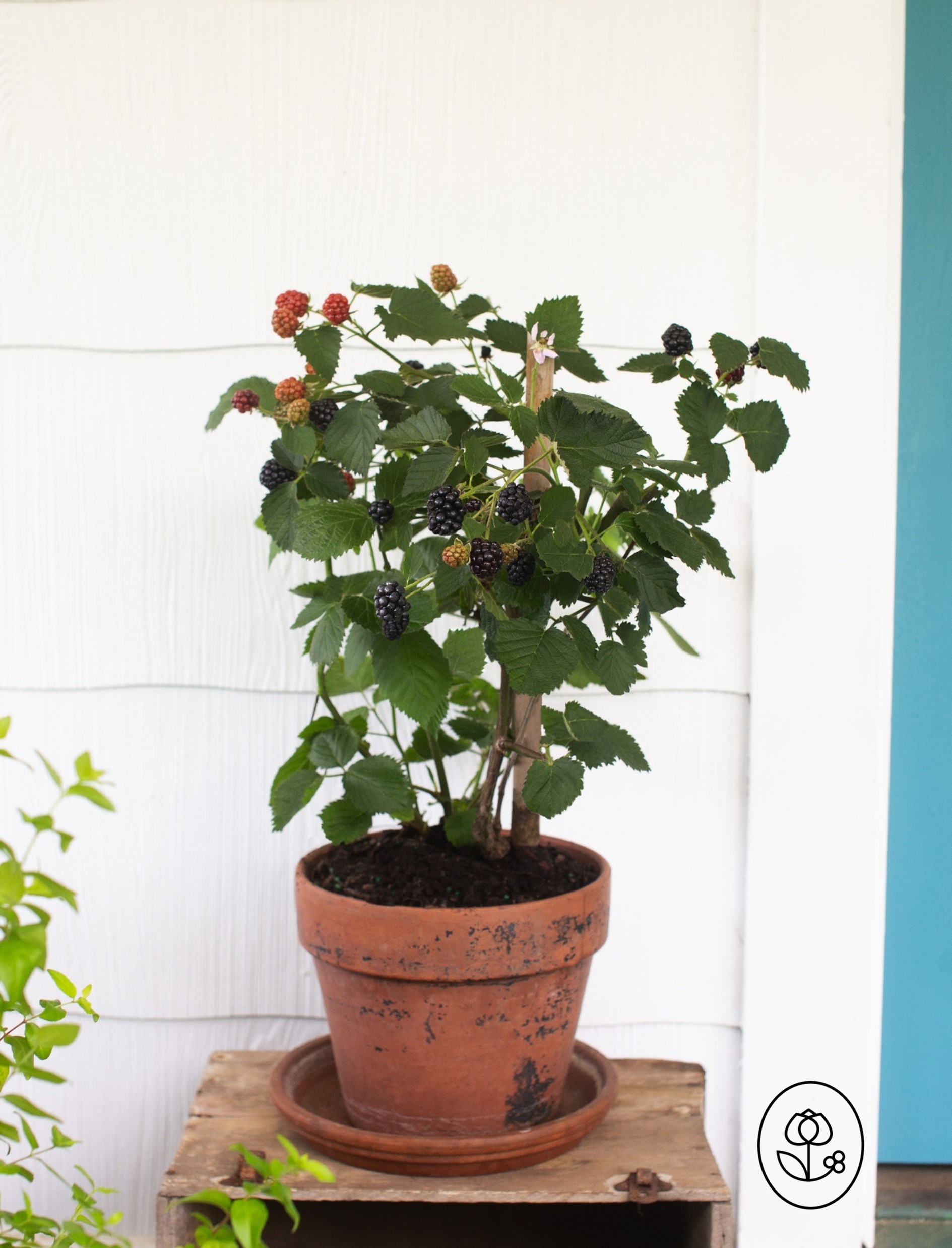 Blackberry Lifestyle Dewar