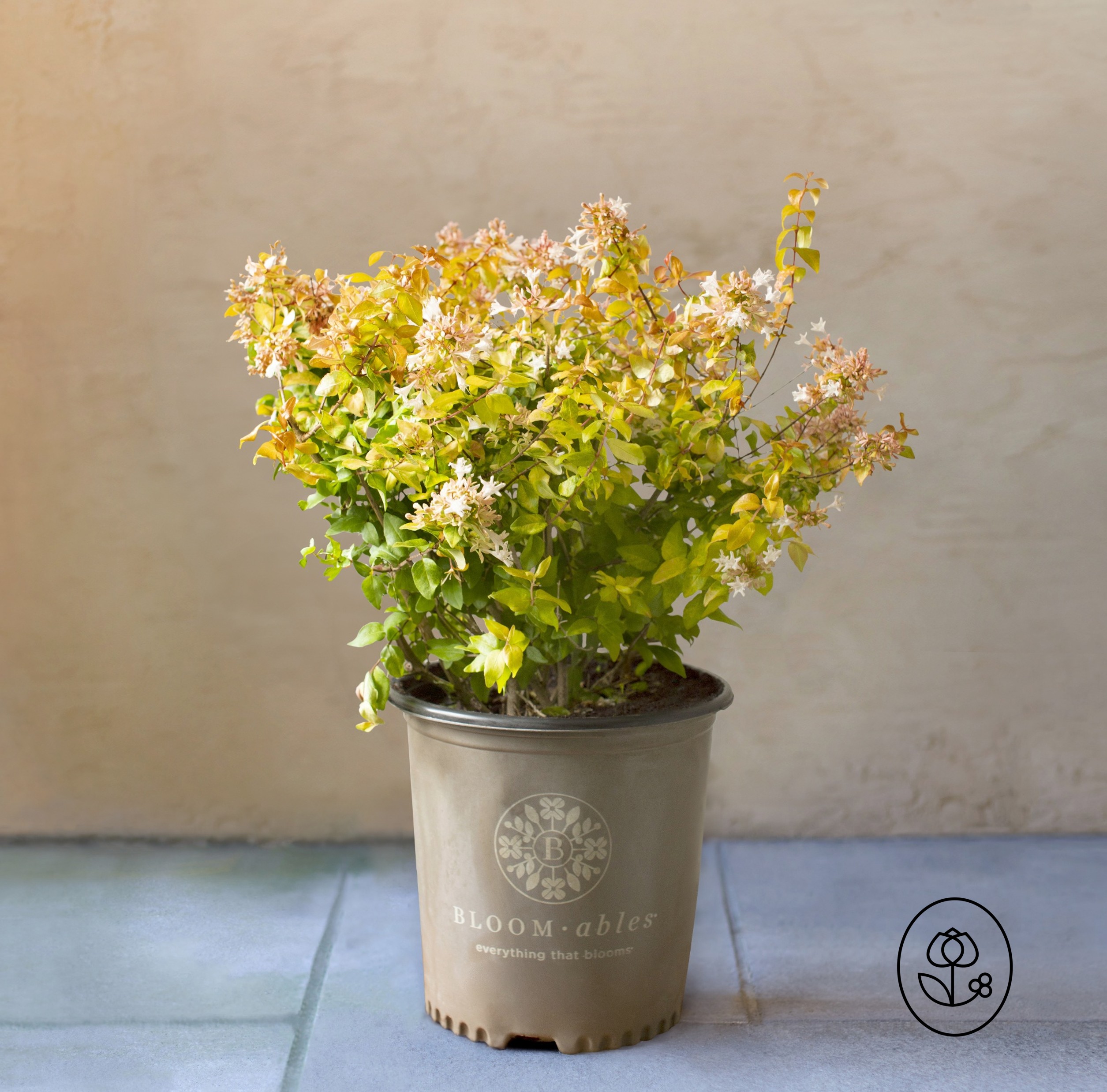 Bloomables Abelia Dewar