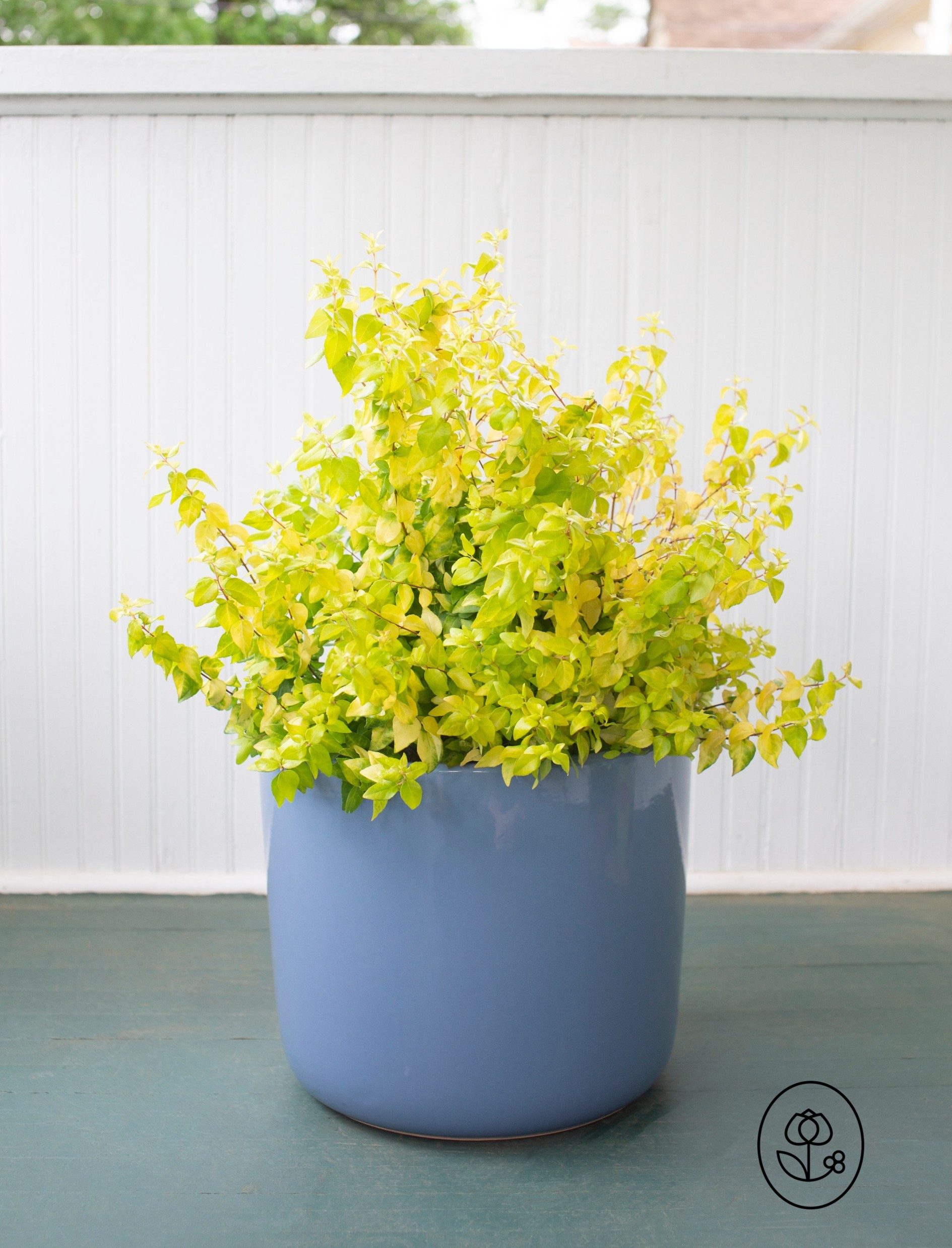 Bloomables Abelia Lifestyle Dewar