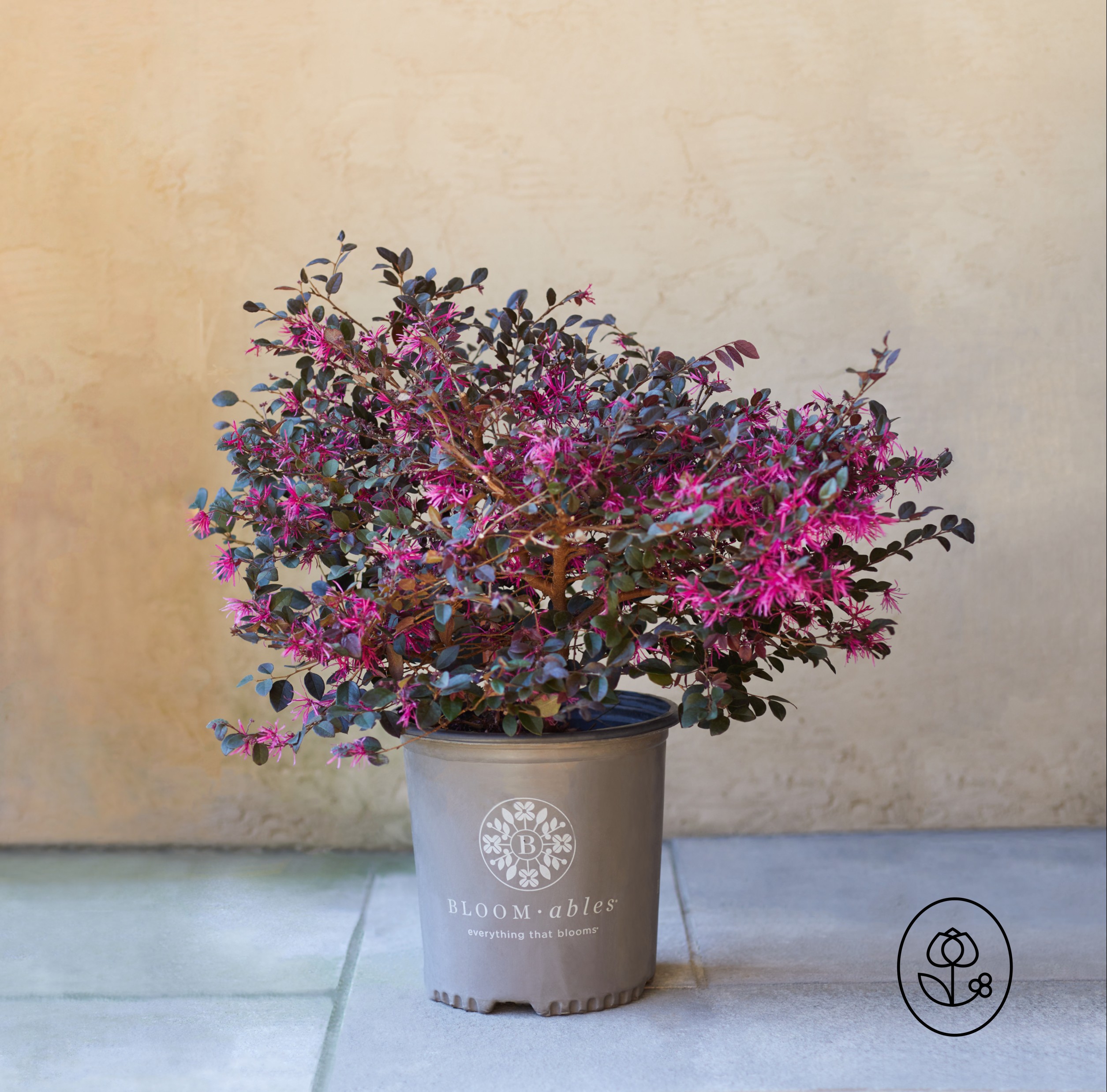 Bloomables Loropetalum Grower Pot Dewar
