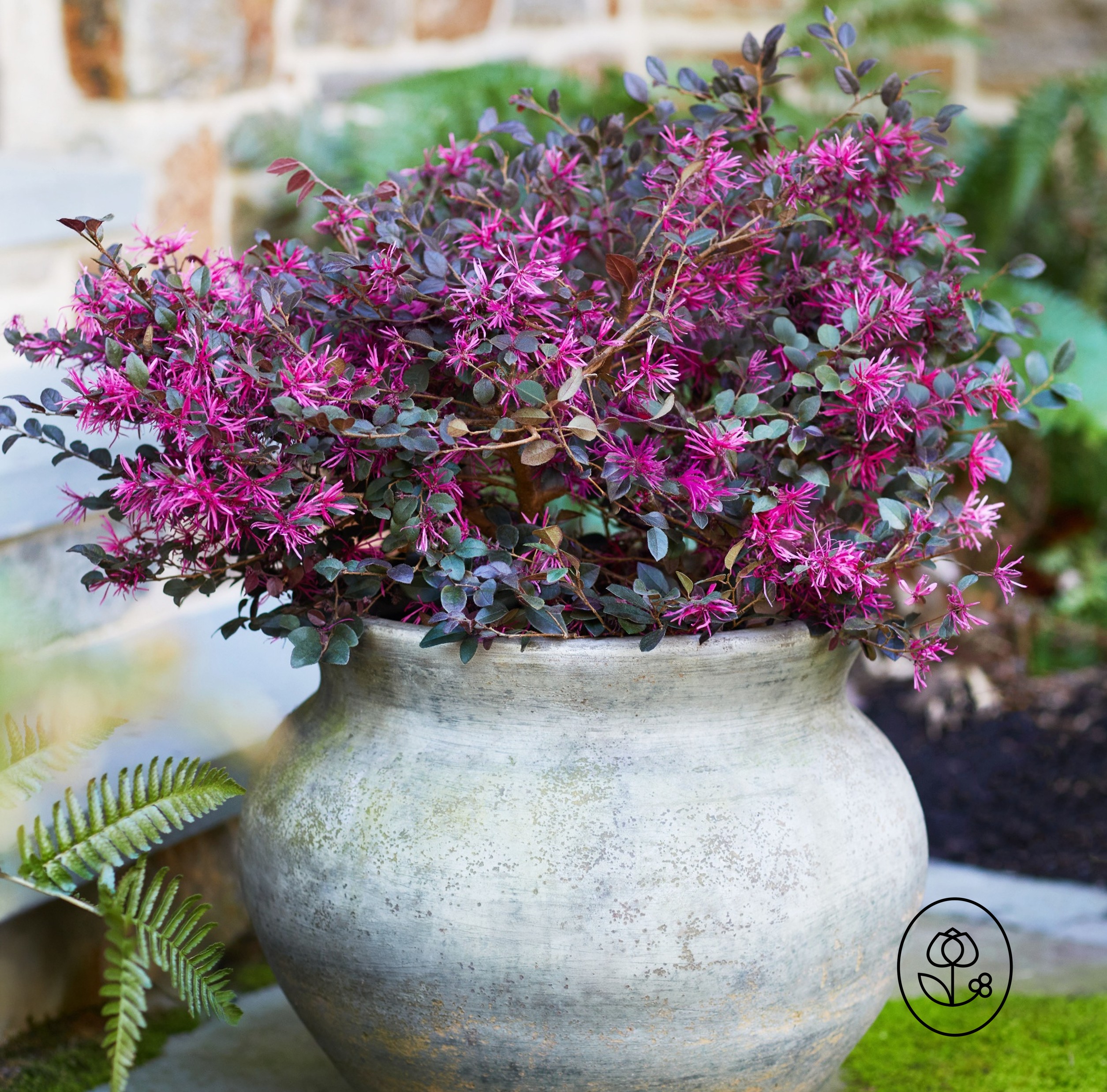 Bloomables Loropetalum Lifestyle Dewar