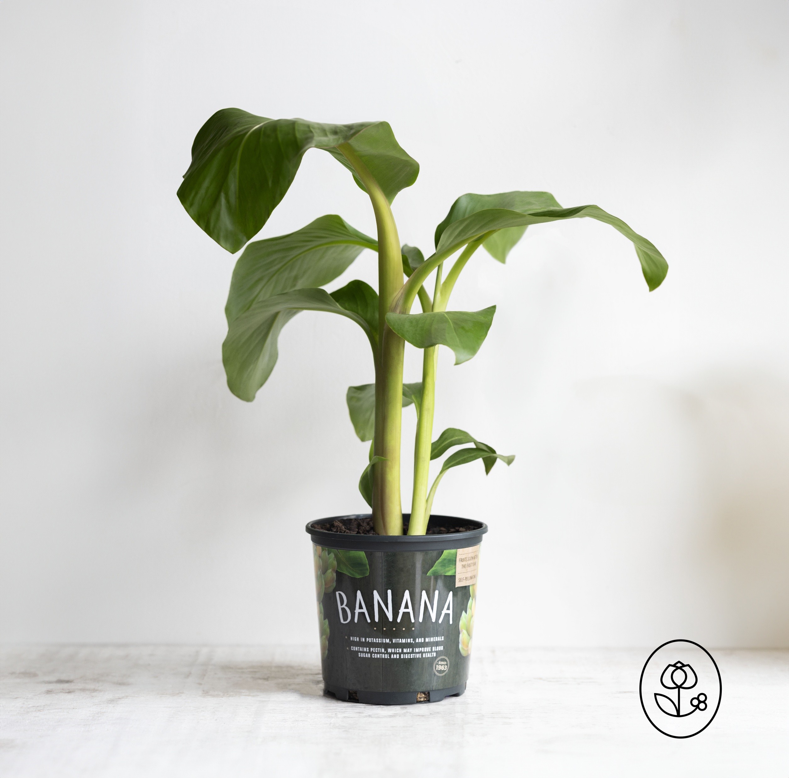 Blue Java Banana Grower Pot Dewar