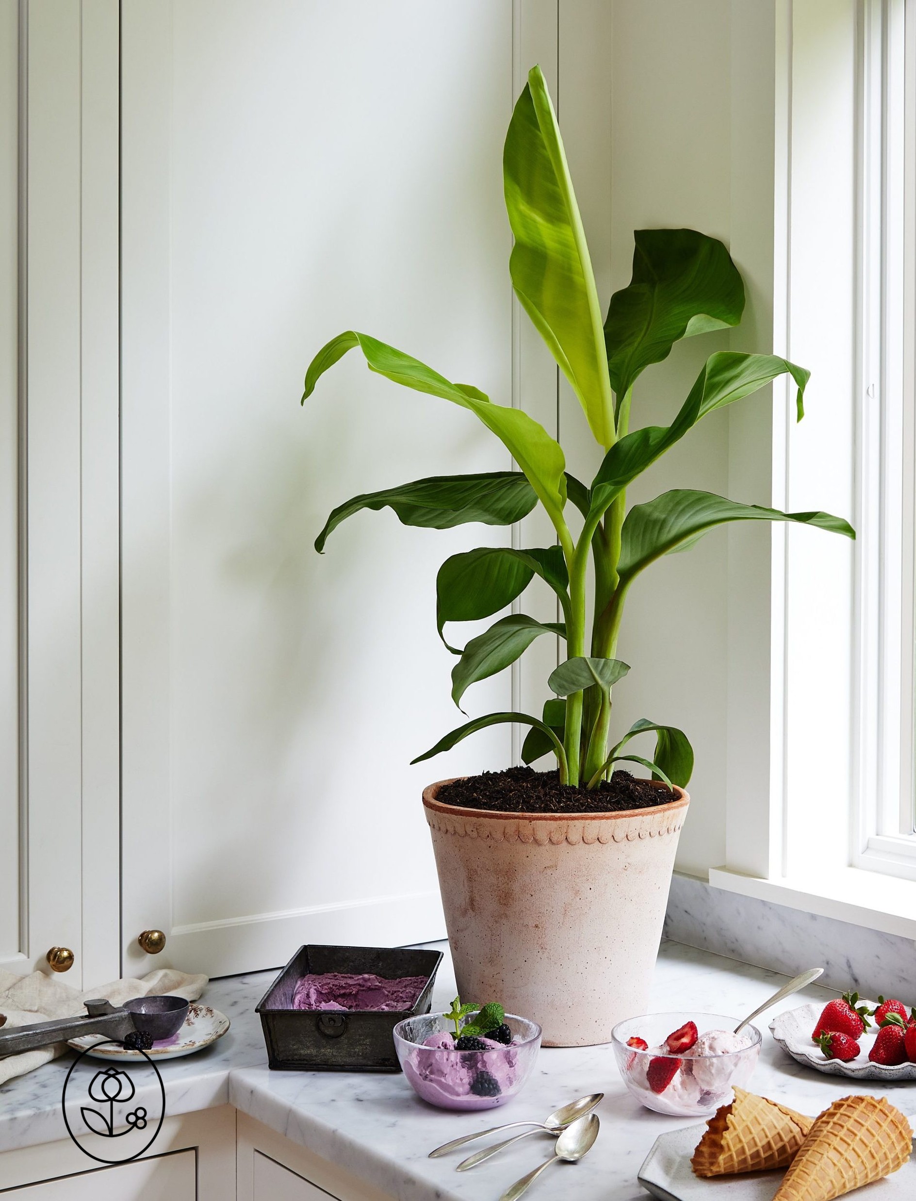 Blue Java Lifestyle Dewar