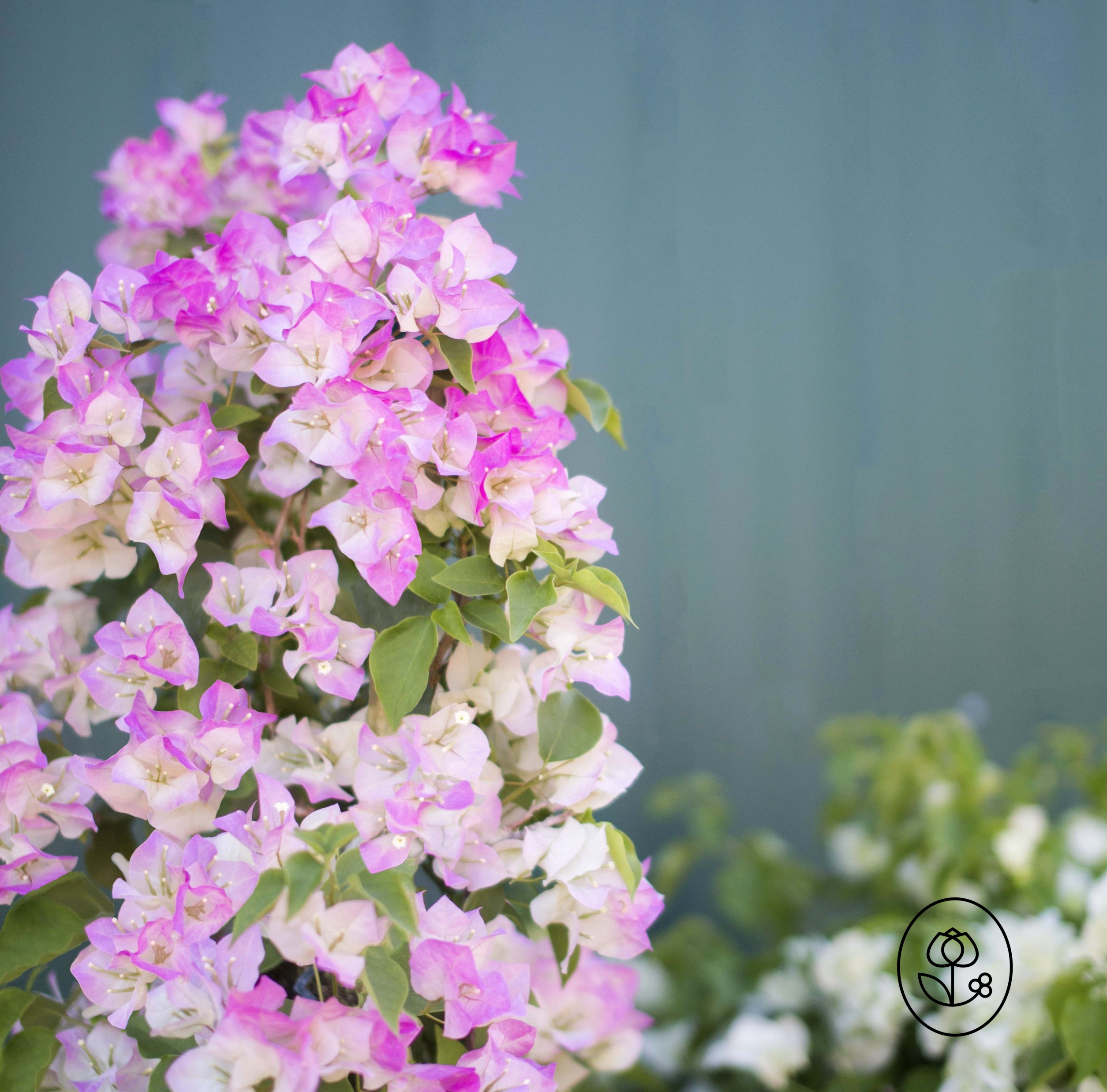 Bougainvillea Closeup Dewar