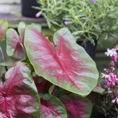 Poinsettia Red Glitter - Dewar Nurseries