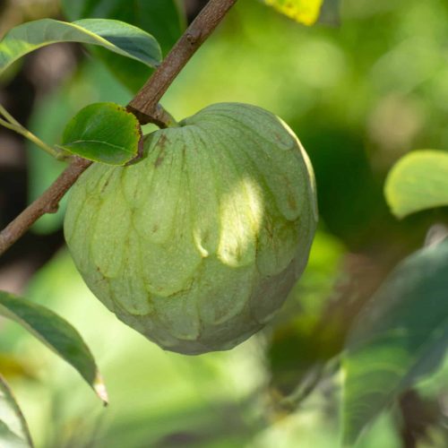 Cherimoya (Custard Apple)