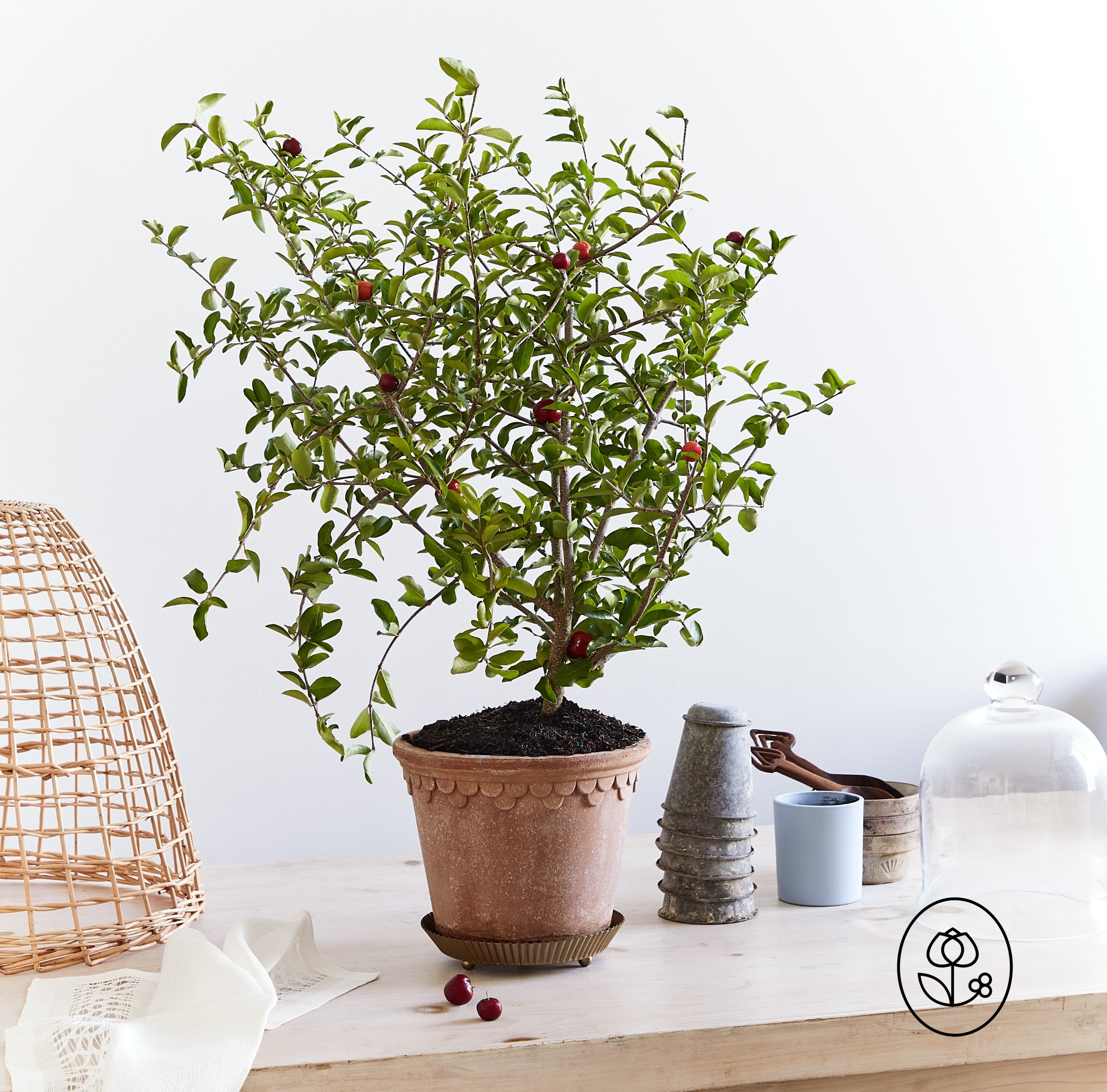 Cherry Dewar Lifestyle