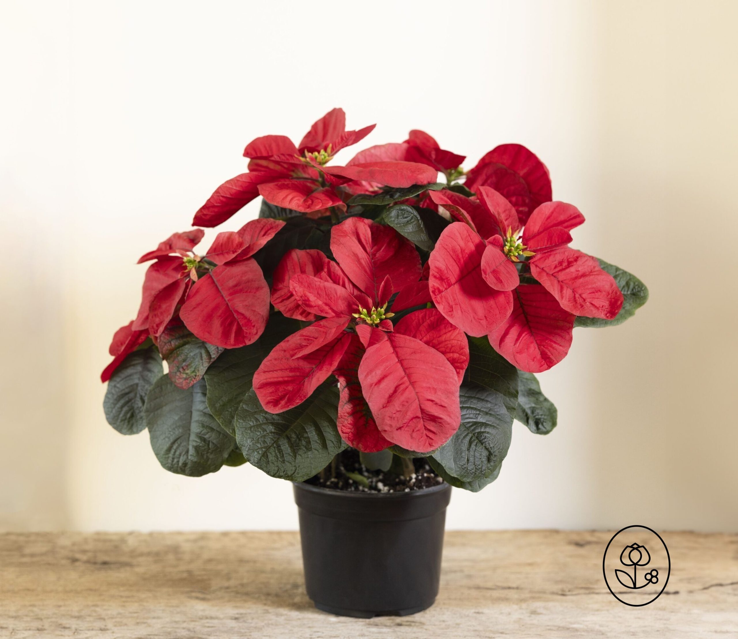 Christmas Mouse Grower Pot Dewar