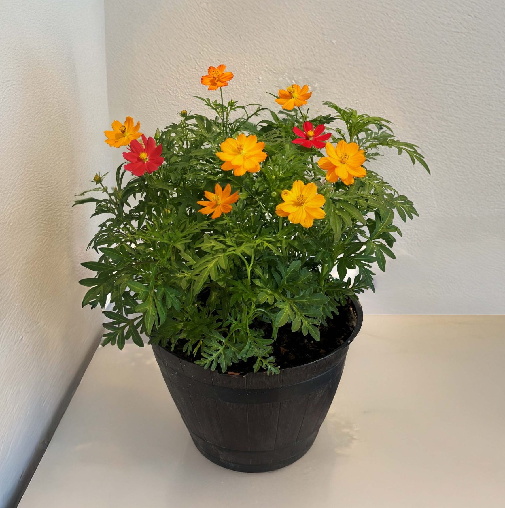 Cosmos Deco Pot