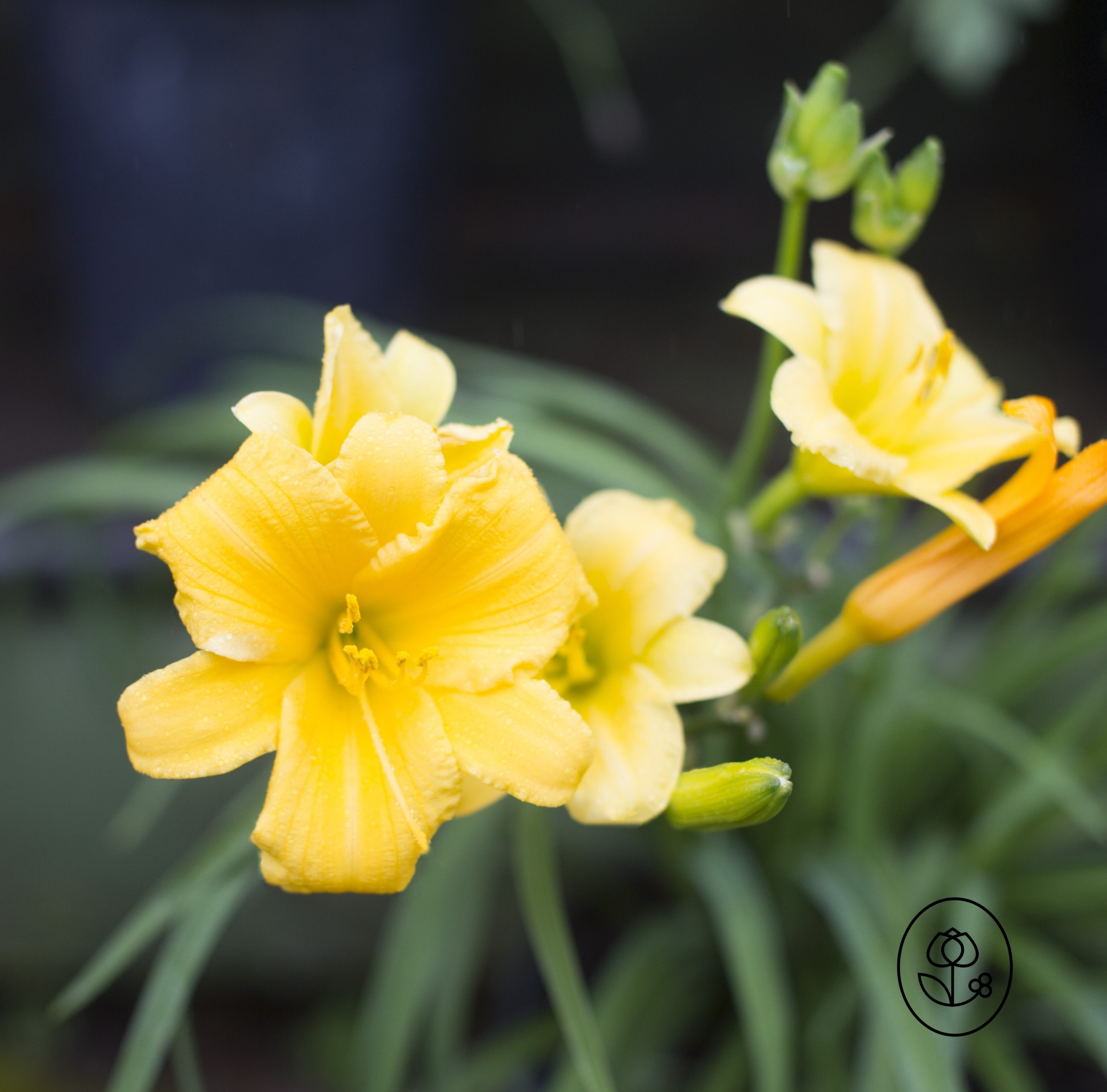 Daylily Closeup Dewar