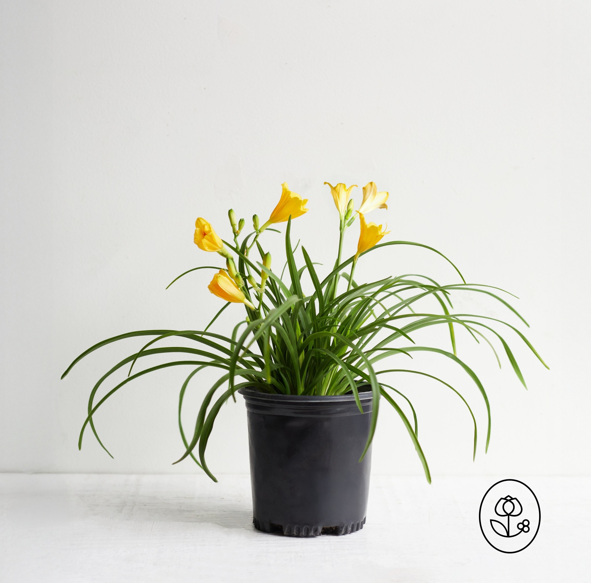 Daylily Grower Pot Dewar