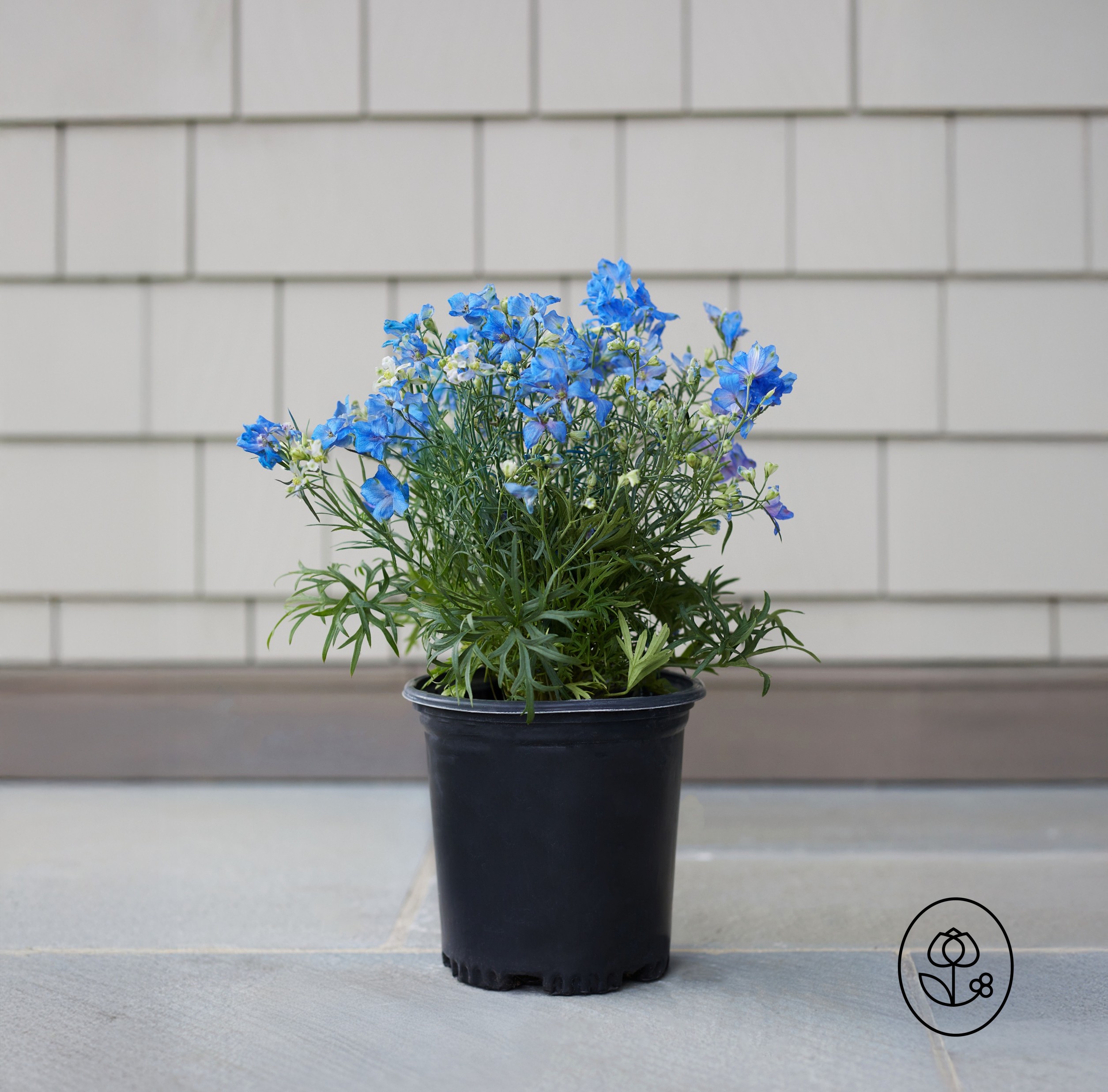 Delphinium Grower Pot Dewar