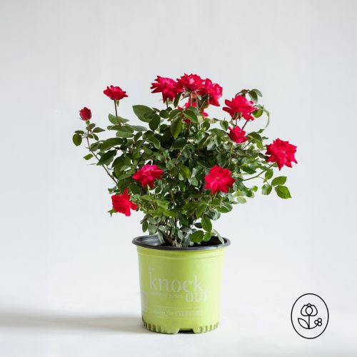 Knock Out® Double Red Rose
