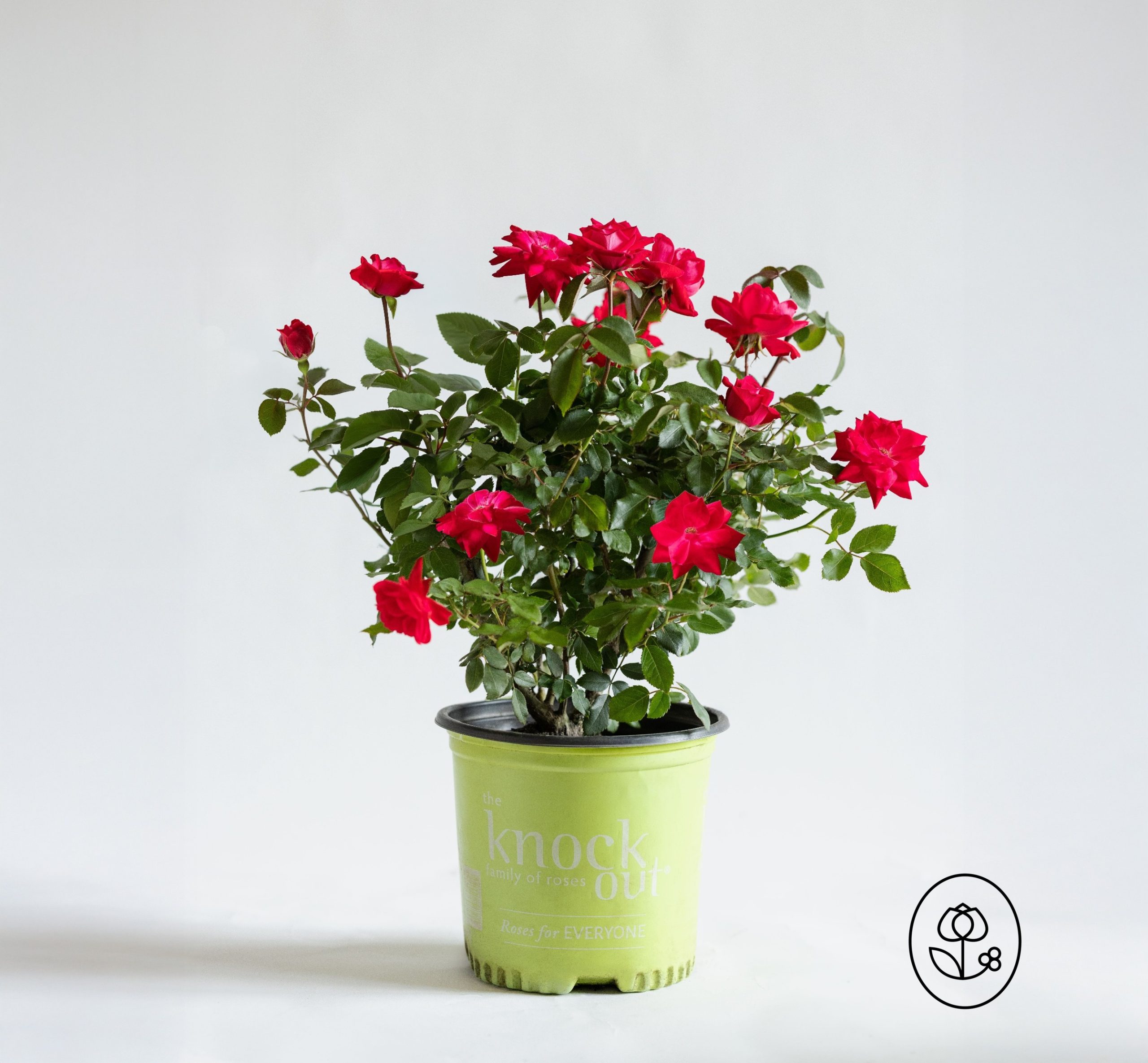 Knock Out® Double Red Rose