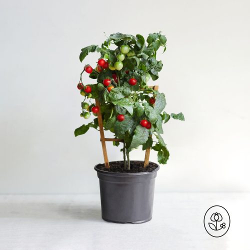 Sweet Cocktail Tomato