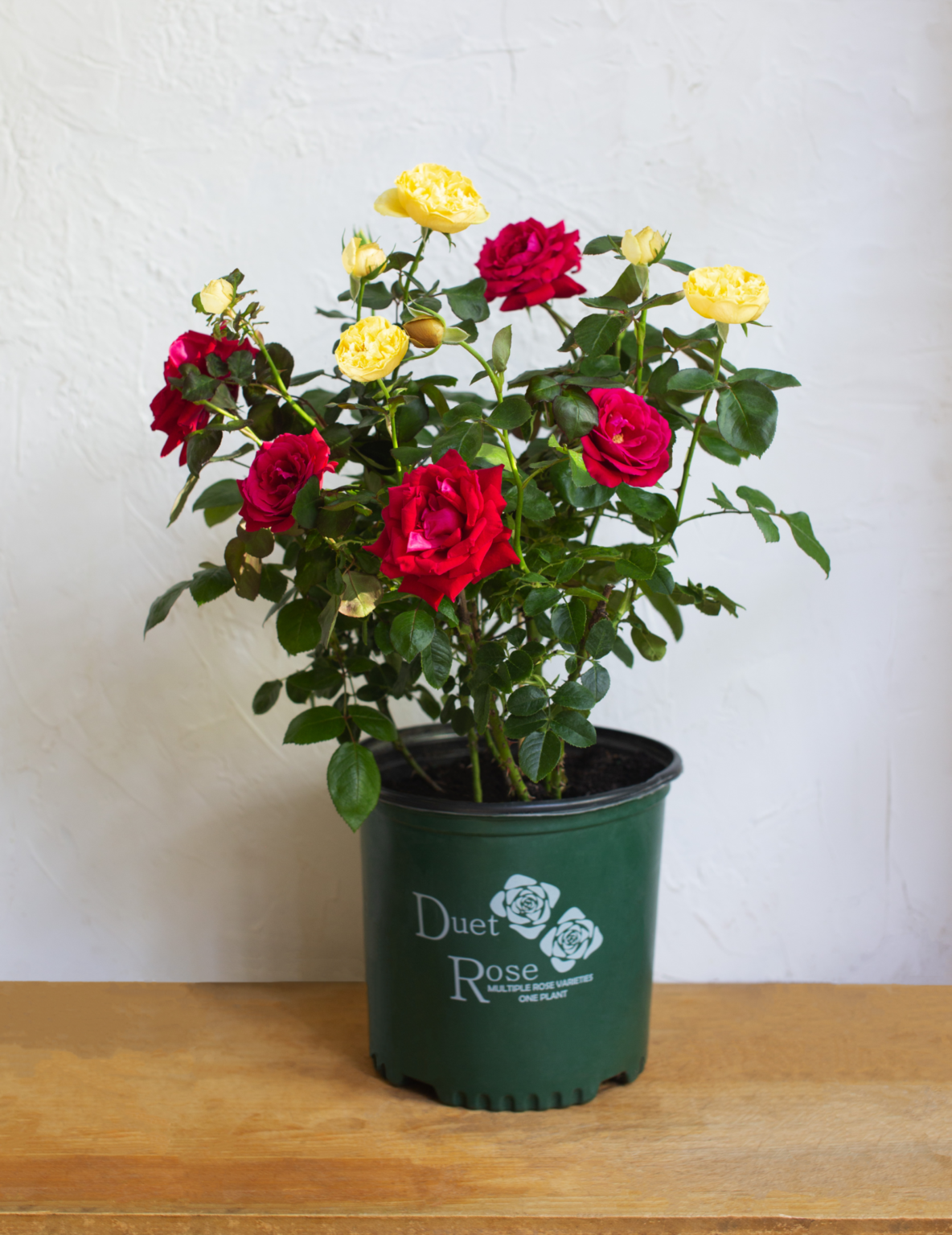 Duet™ Rose - Dewar Nurseries