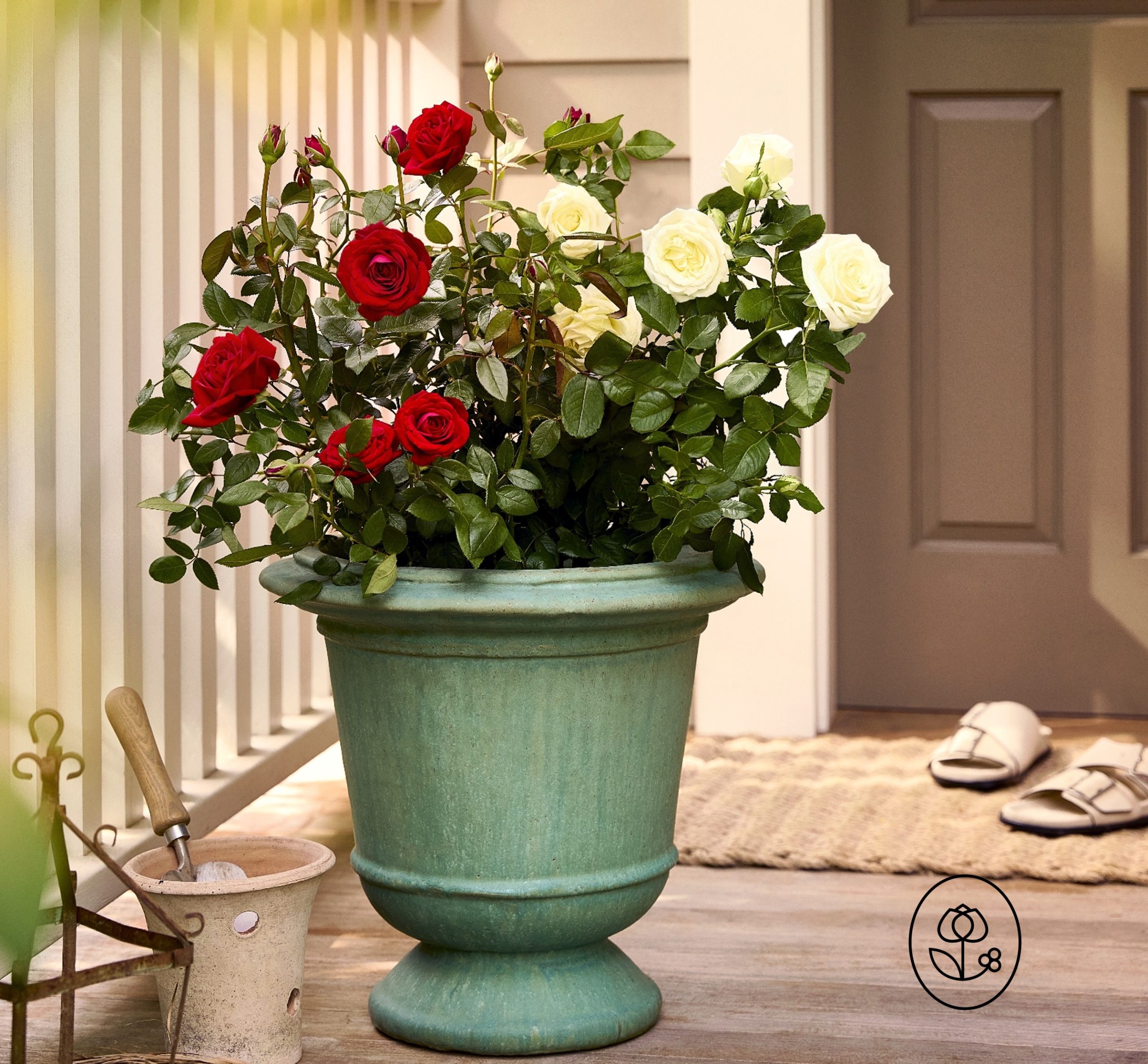 Duet™ Rose - Image 2