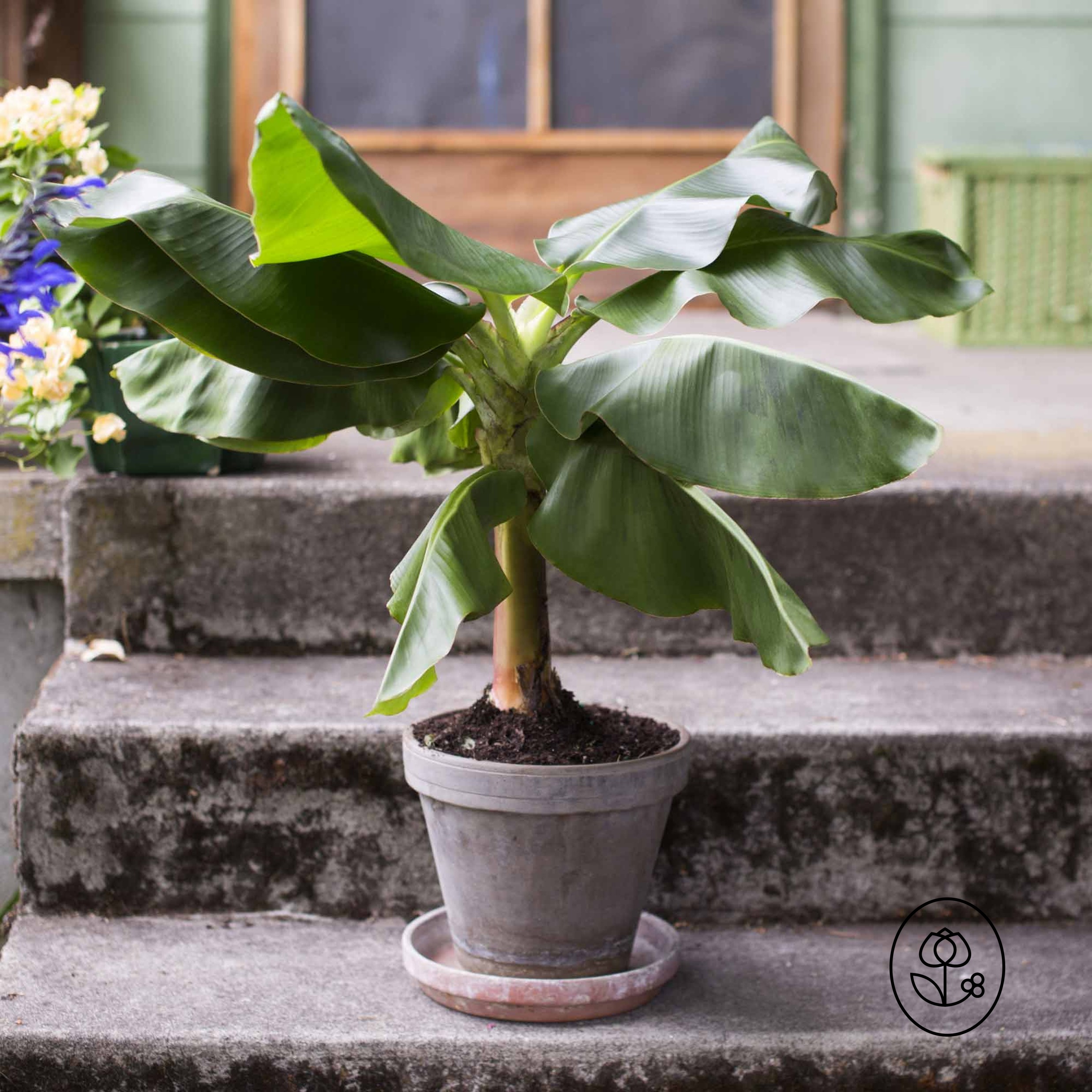 Dwarf Cavendish Banana Lifestyle Dewar