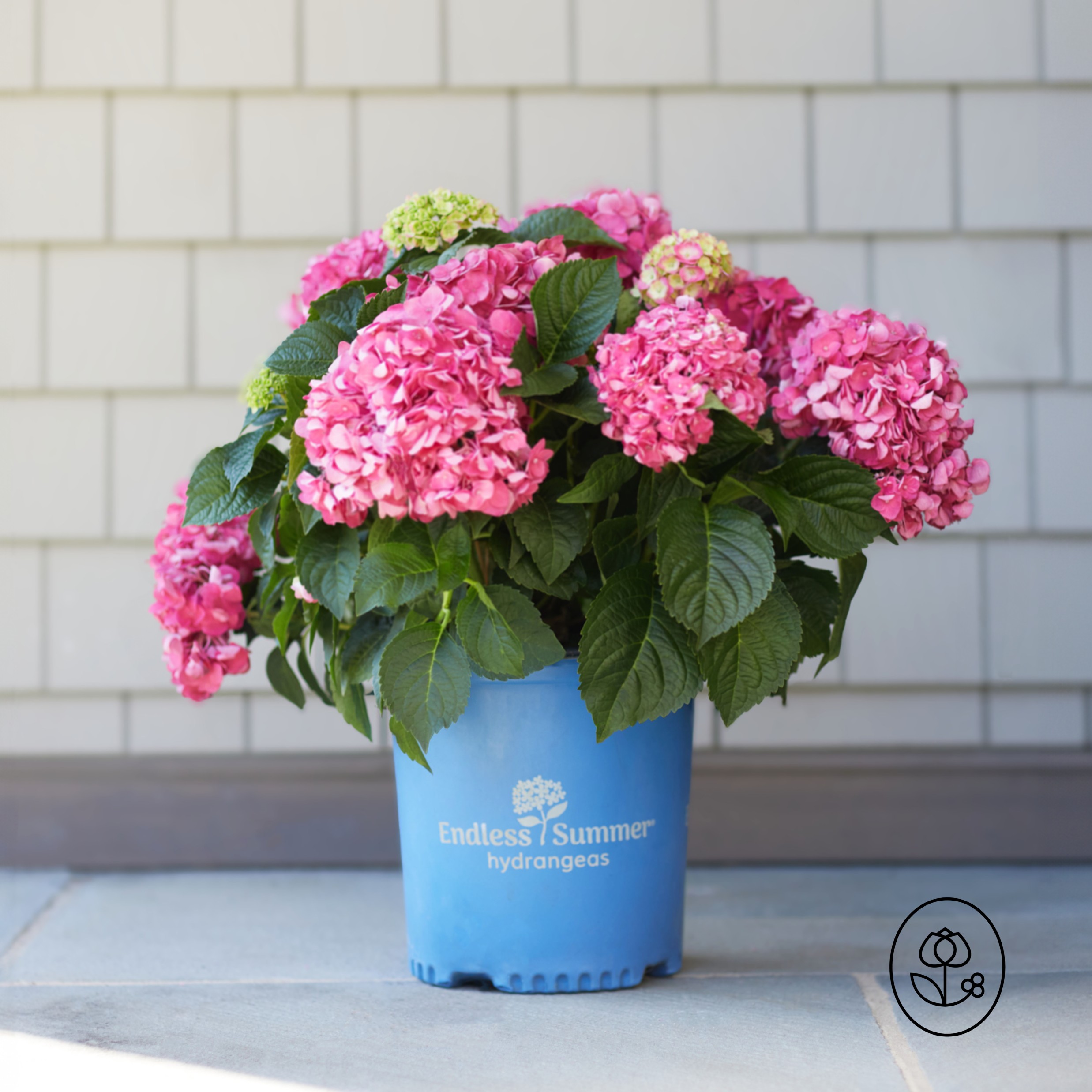 Endless Summer Hydrangea Grower Pot Dewar
