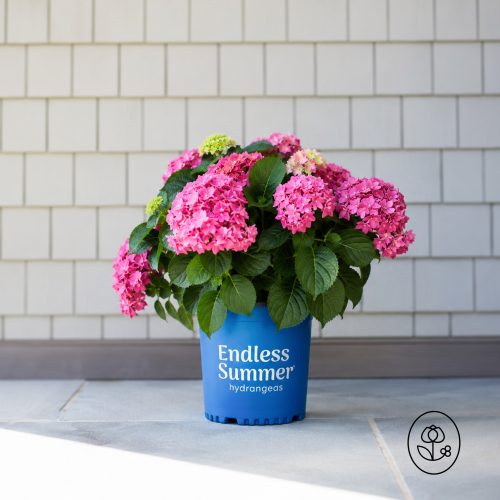 Endless Summer® Hydrangea