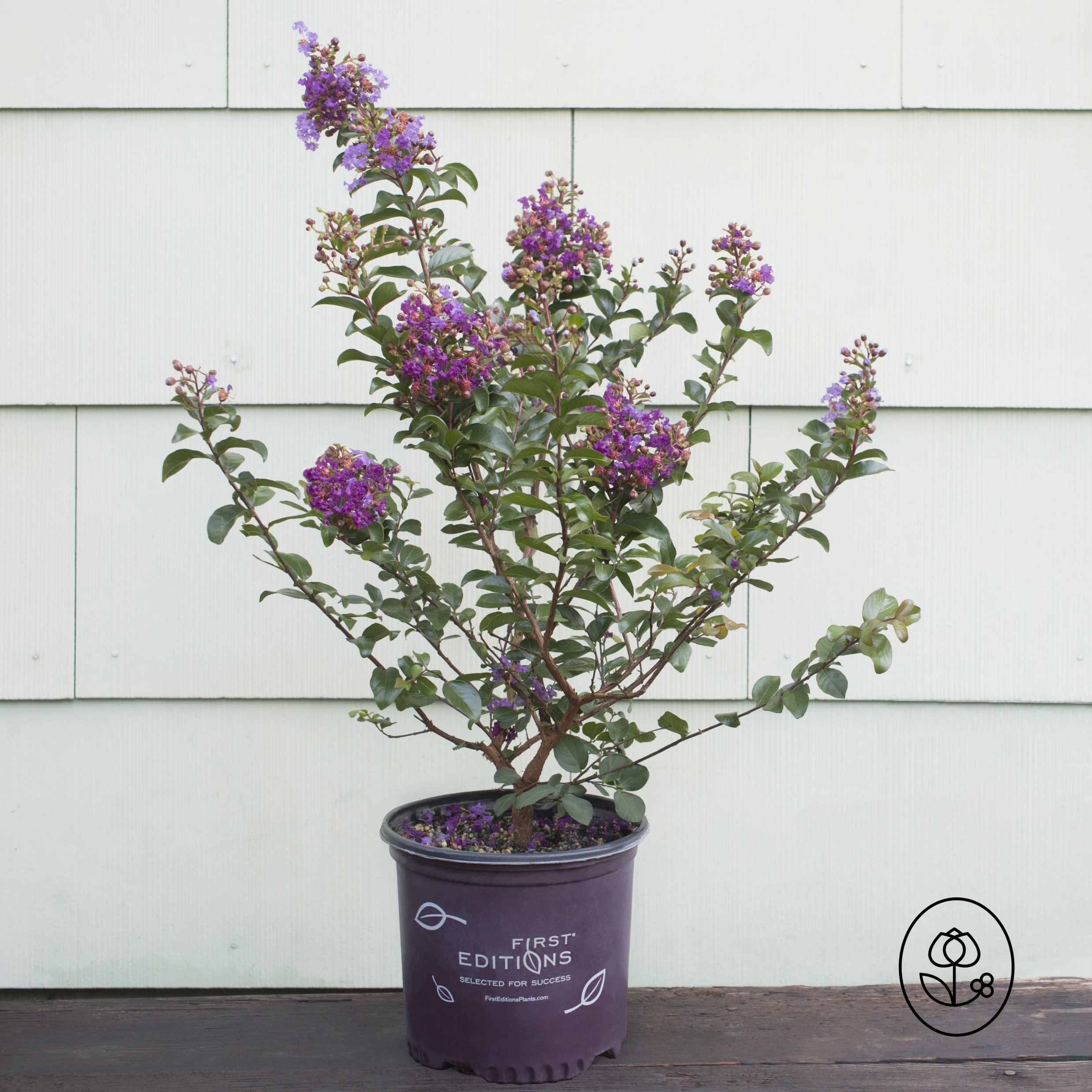 First Editions Crape Myrtle Grower Pot Dewar