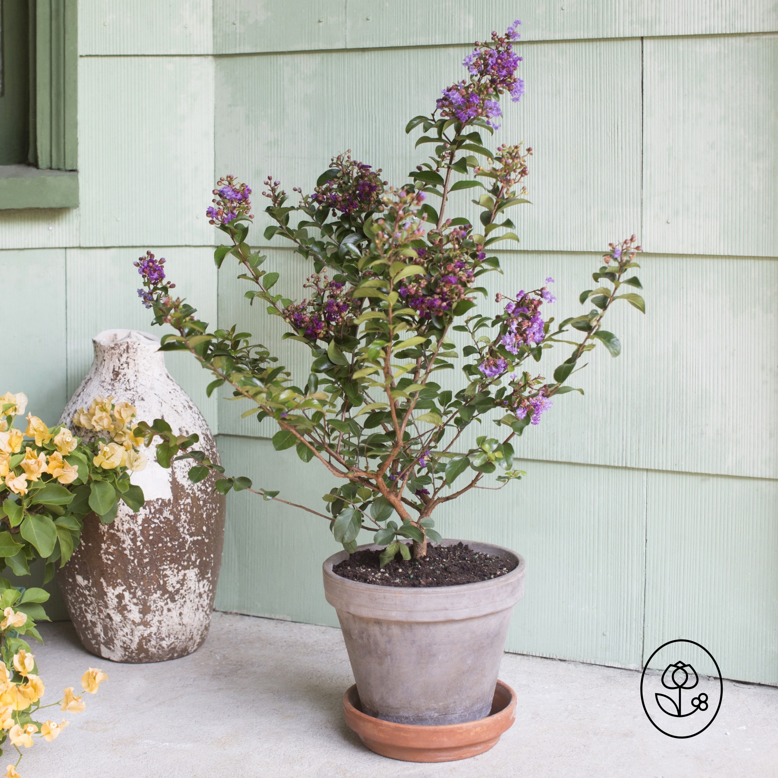 First Editions Crape Myrtle Lifestyle Dewar