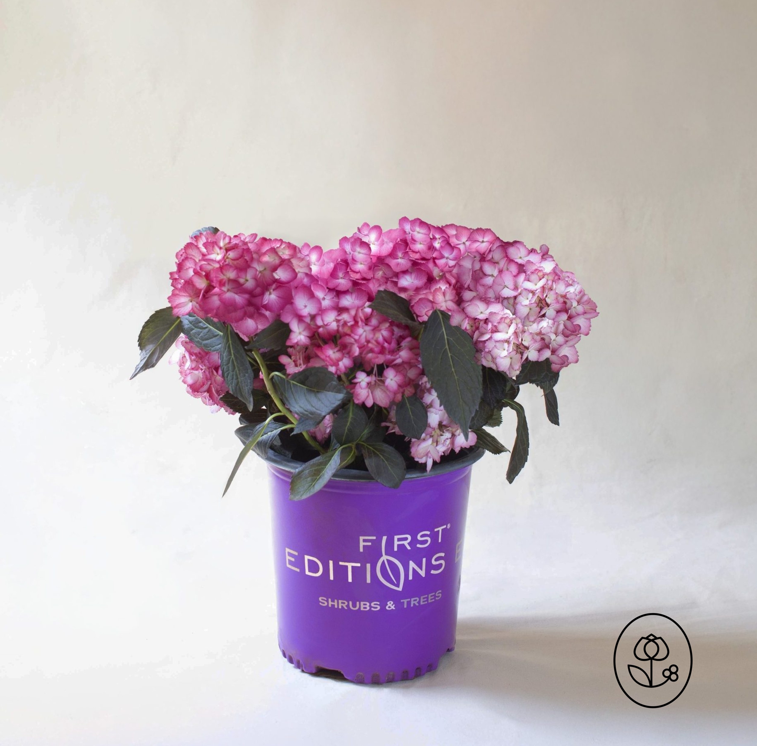 First Editions Eclipse Hydrangea Grower Pot Dewar