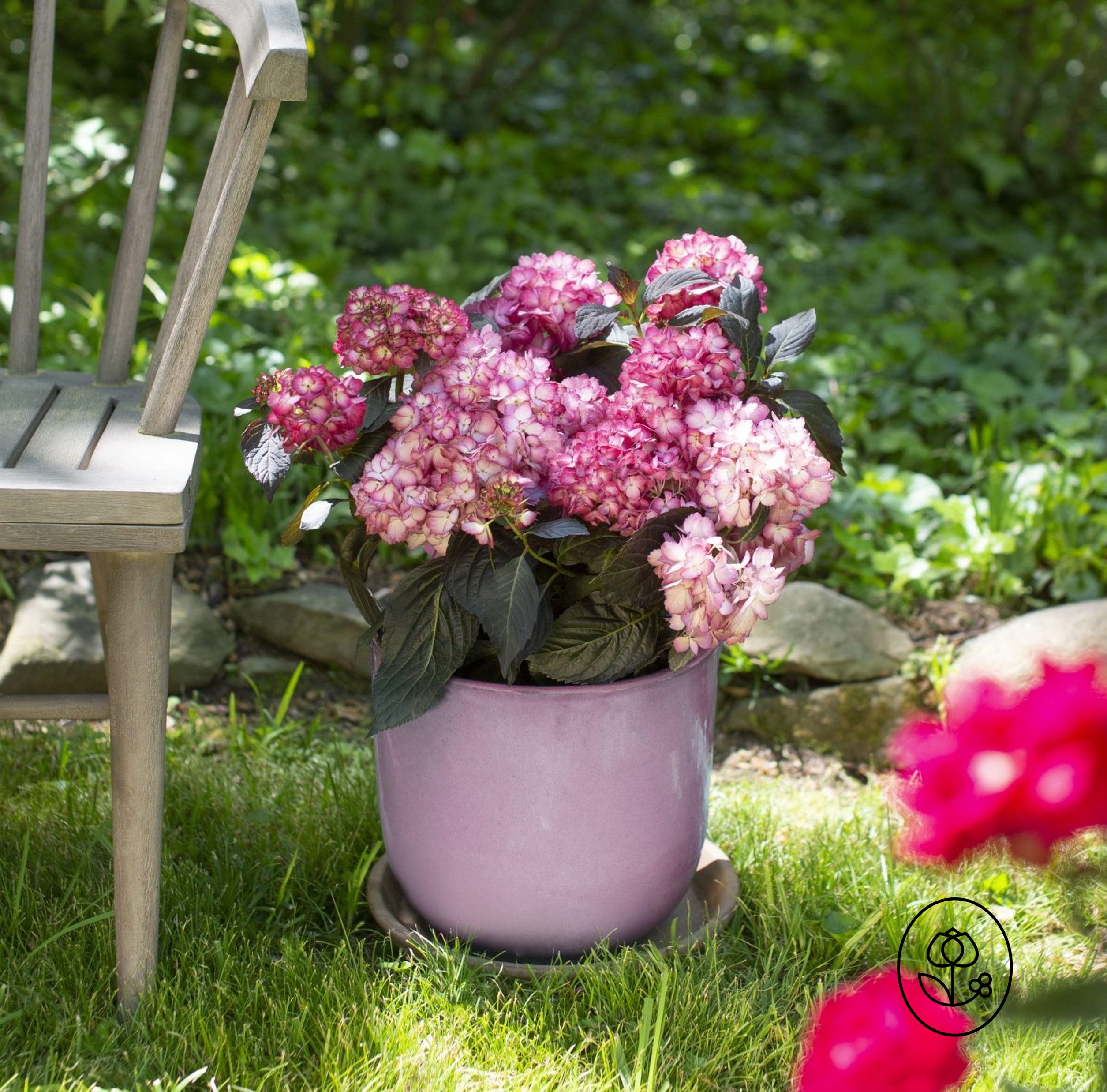 First Editions Eclipse Hydrangea Lifestyle Dewar