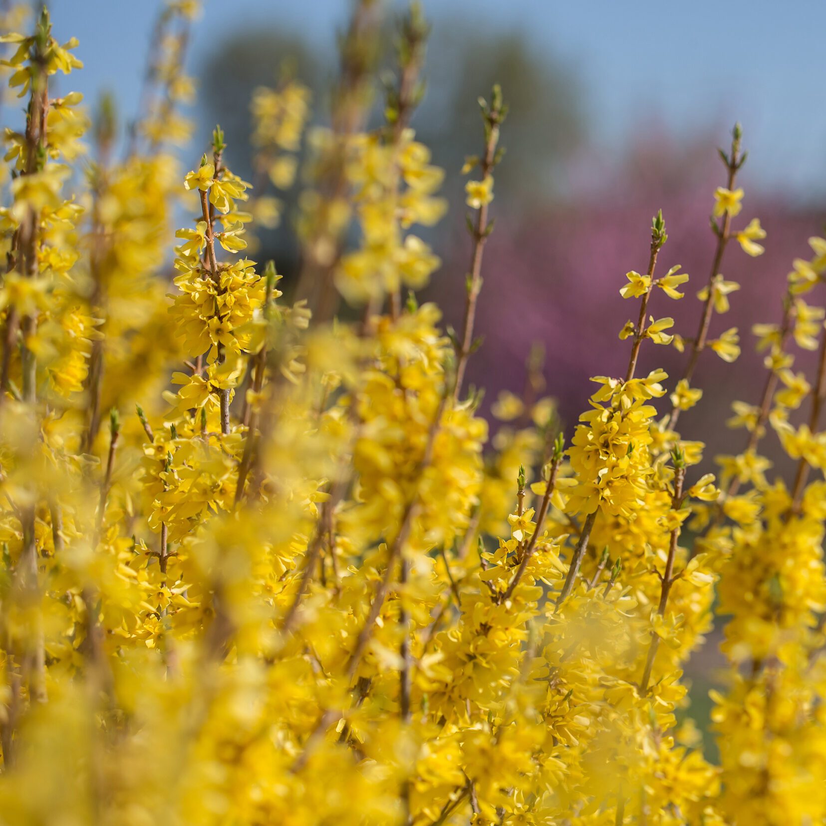 First Editions® Forsythia Spring Fling